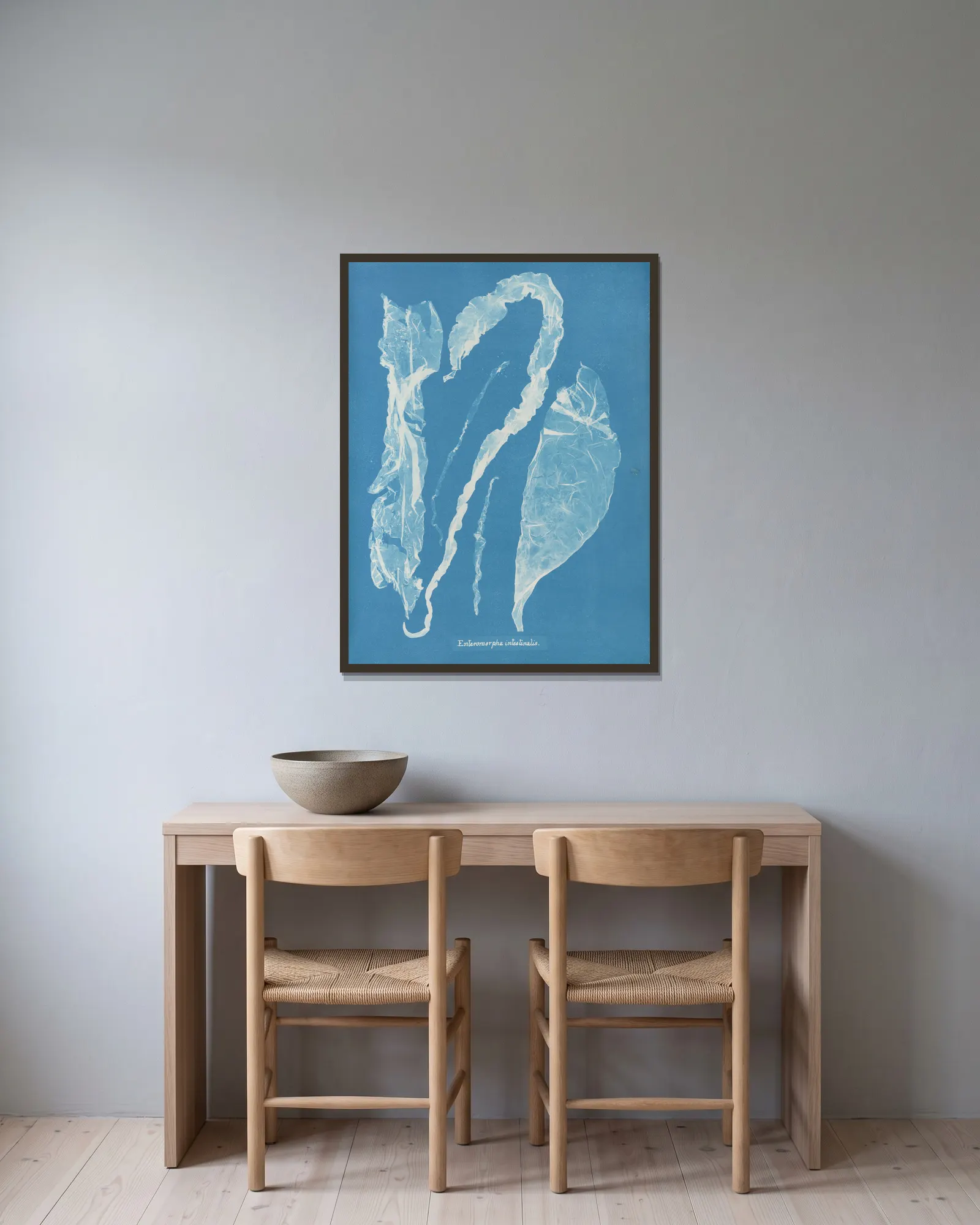 Enteromorpha intestinalis av Anna Atkins inramad på en vägg