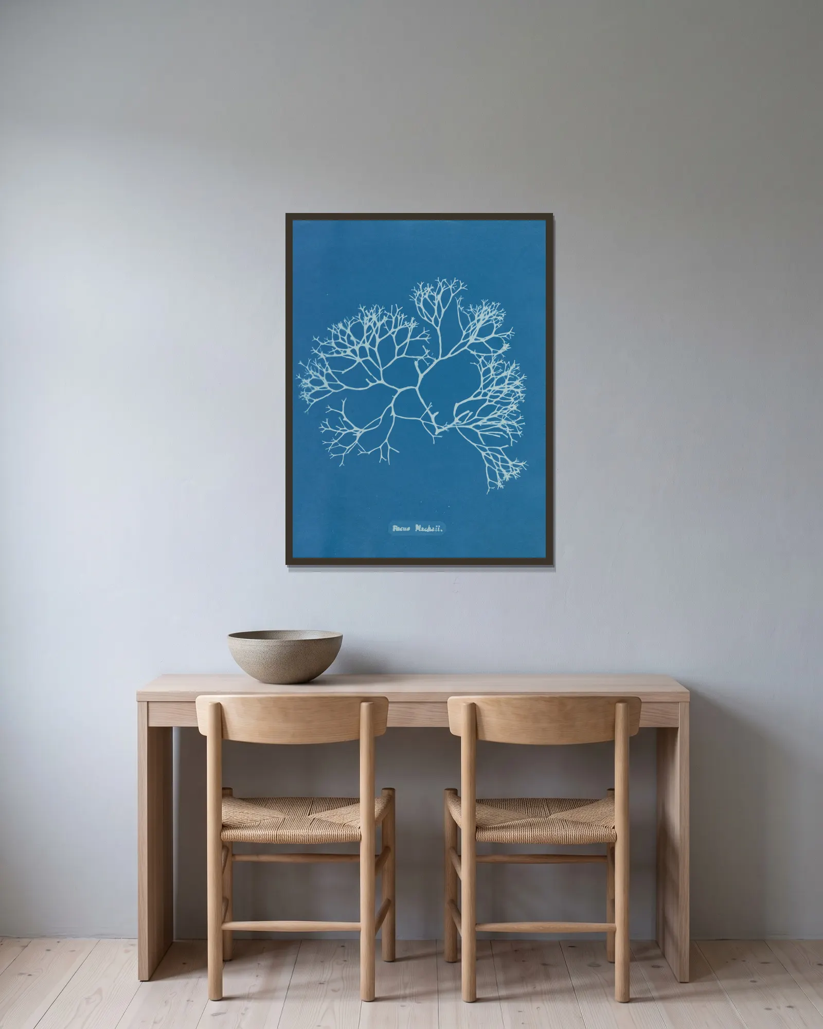 Fucus Machaii av Anna Atkins inramad på en vägg