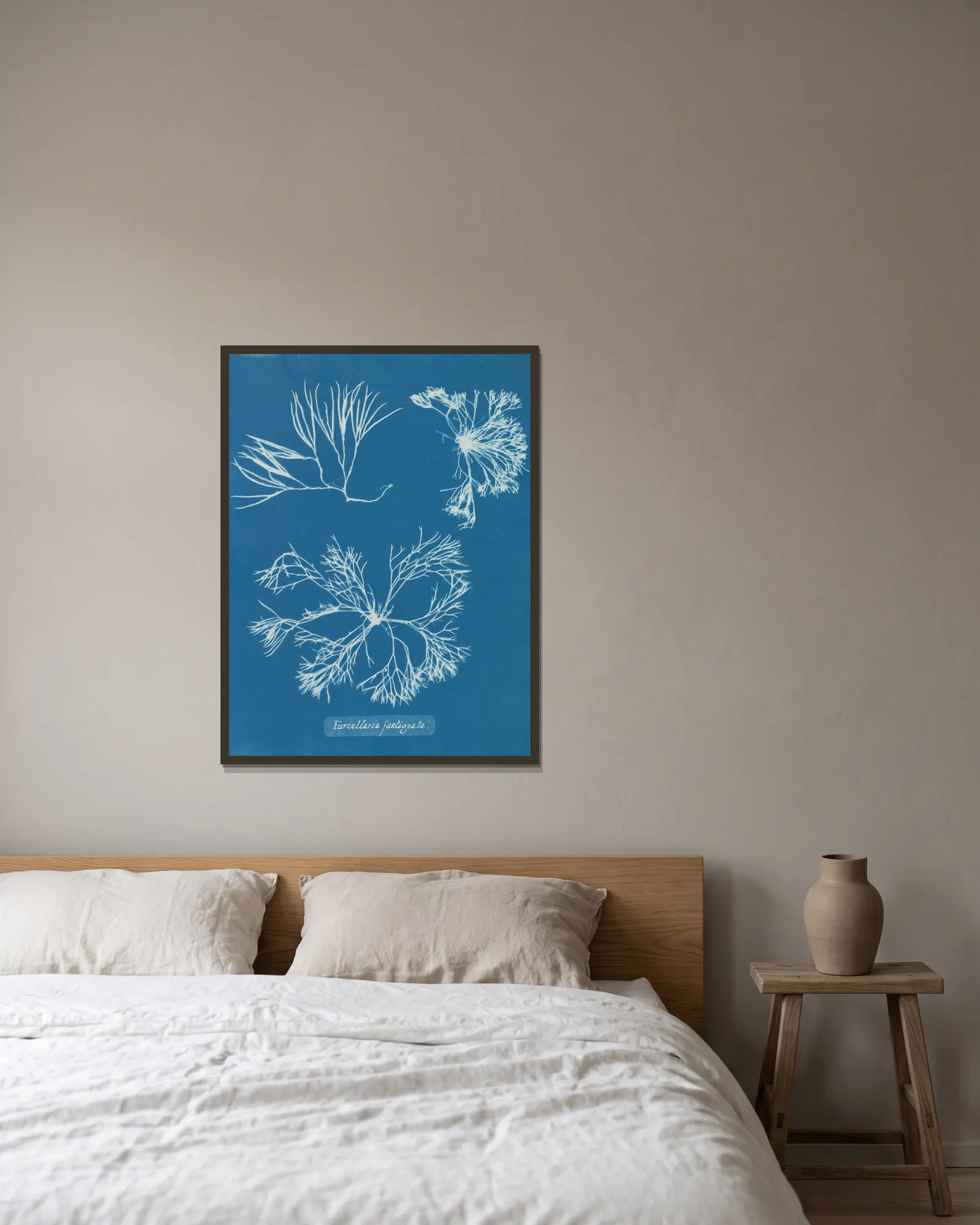 Furcellaria fastigiata, 1843 – nr 2 av Anna Atkins inramad på en vägg