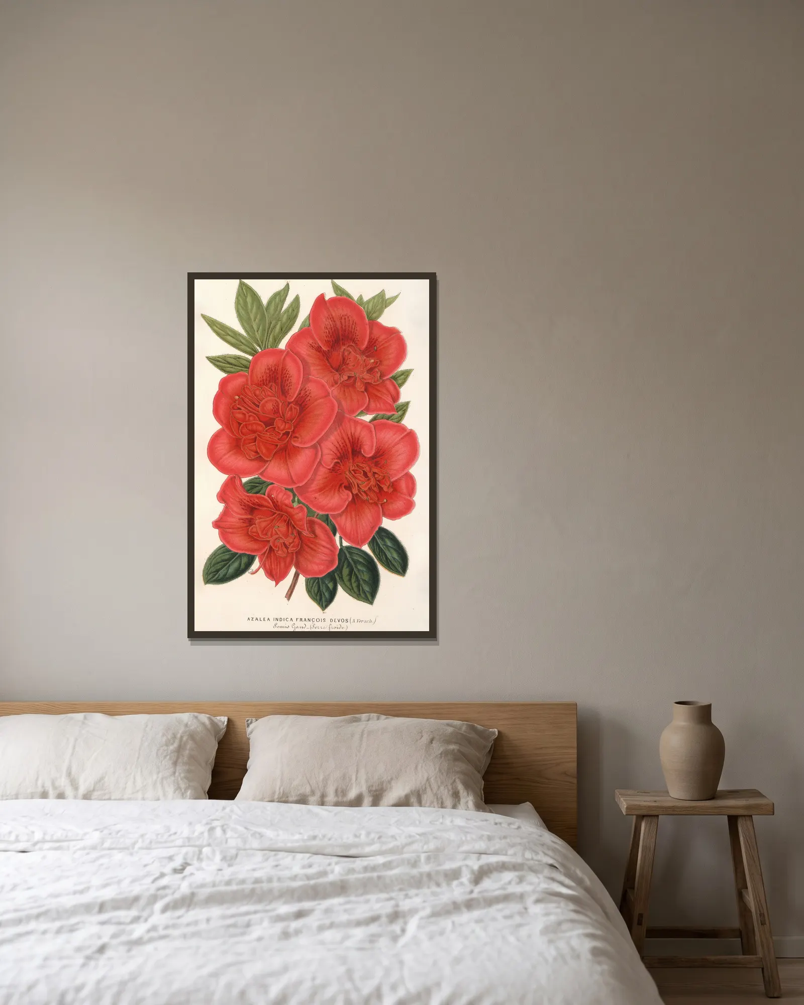Azalea (indica) François Devos (hybride) av Charles Antoine Lemaire inramad på en vägg