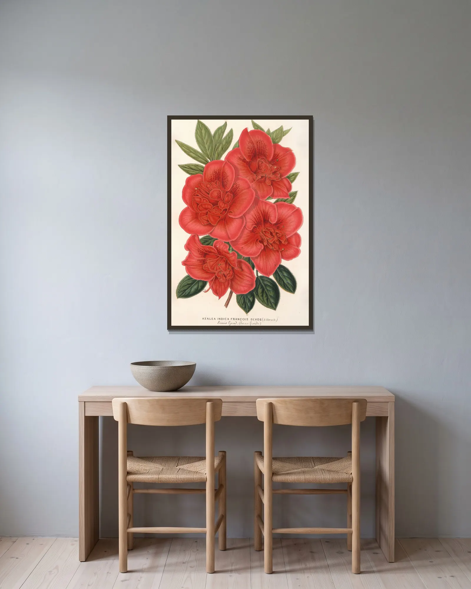 Azalea (indica) François Devos (hybride) av Charles Antoine Lemaire inramad på en vägg