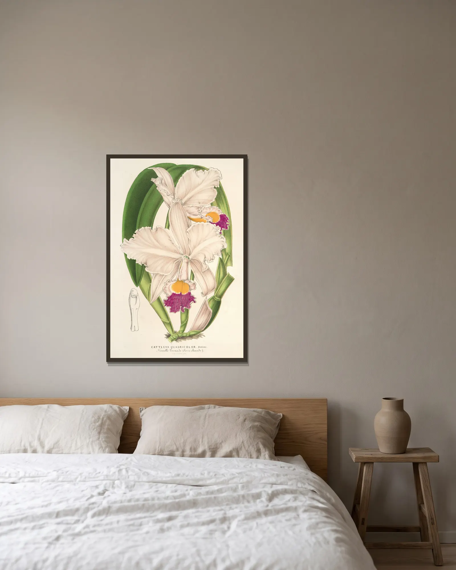 Cattleya quadricolor av Charles Antoine Lemaire inramad på en vägg