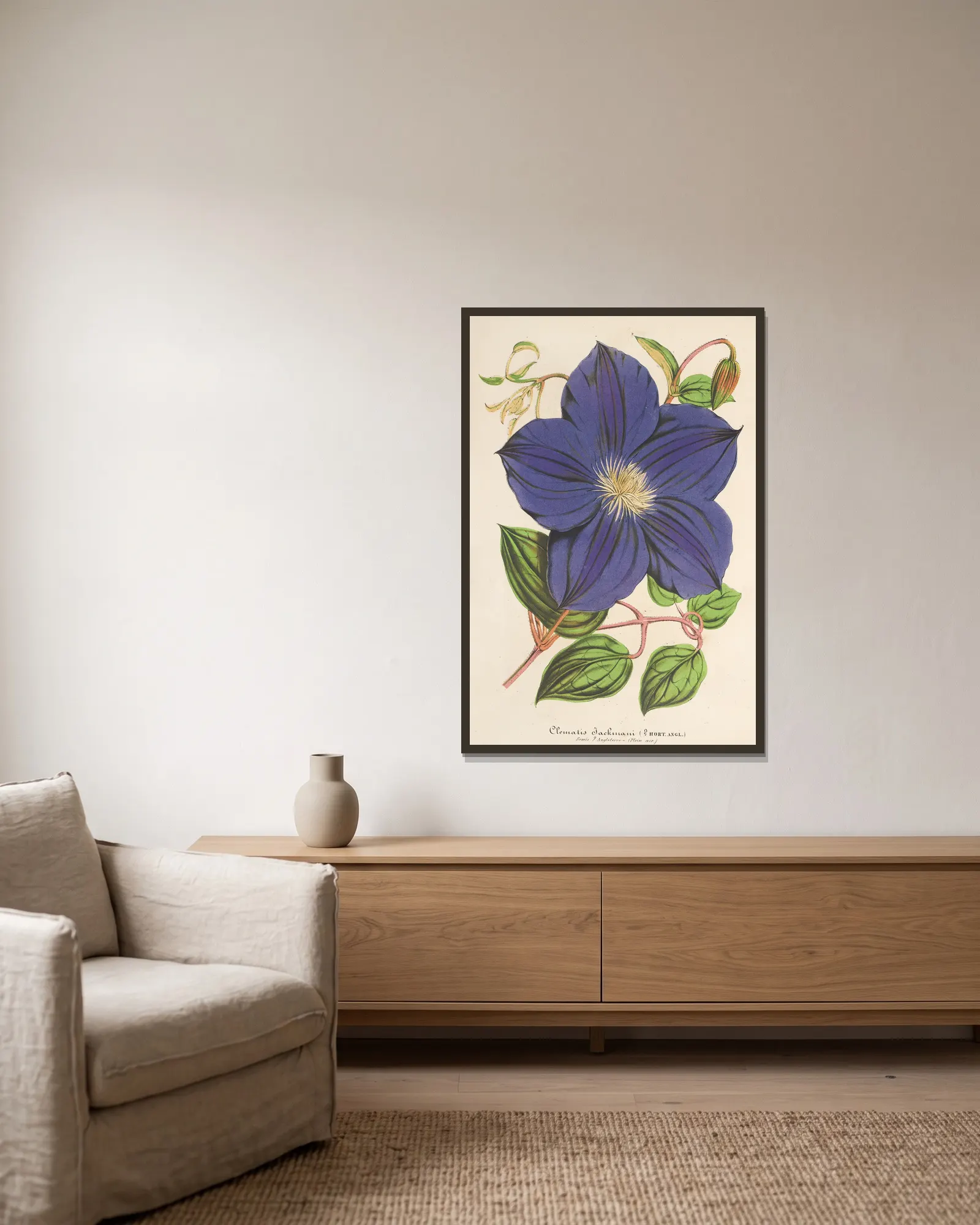 Clematis Jackmani av Charles Antoine Lemaire inramad på en vägg
