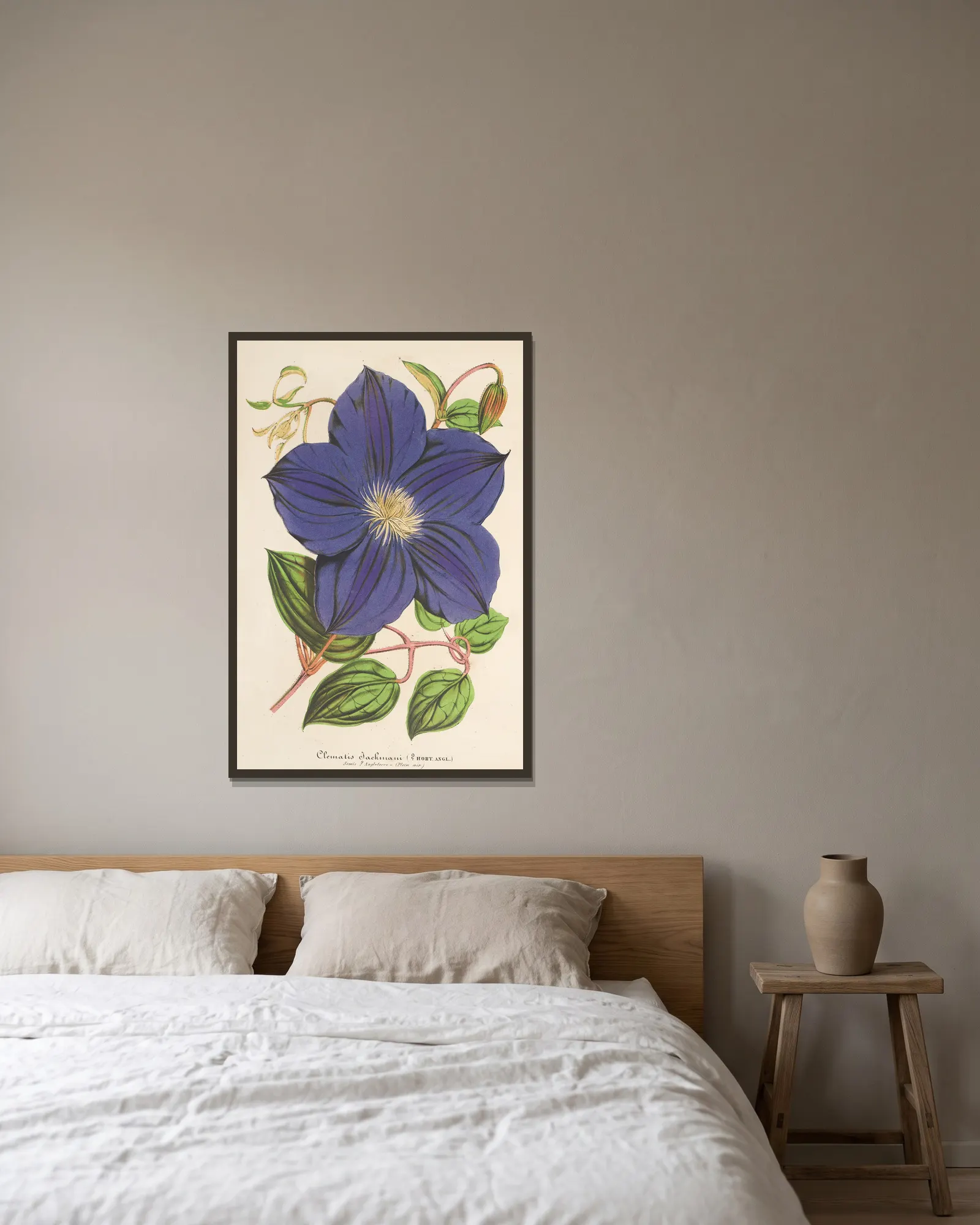 Clematis Jackmani av Charles Antoine Lemaire inramad på en vägg
