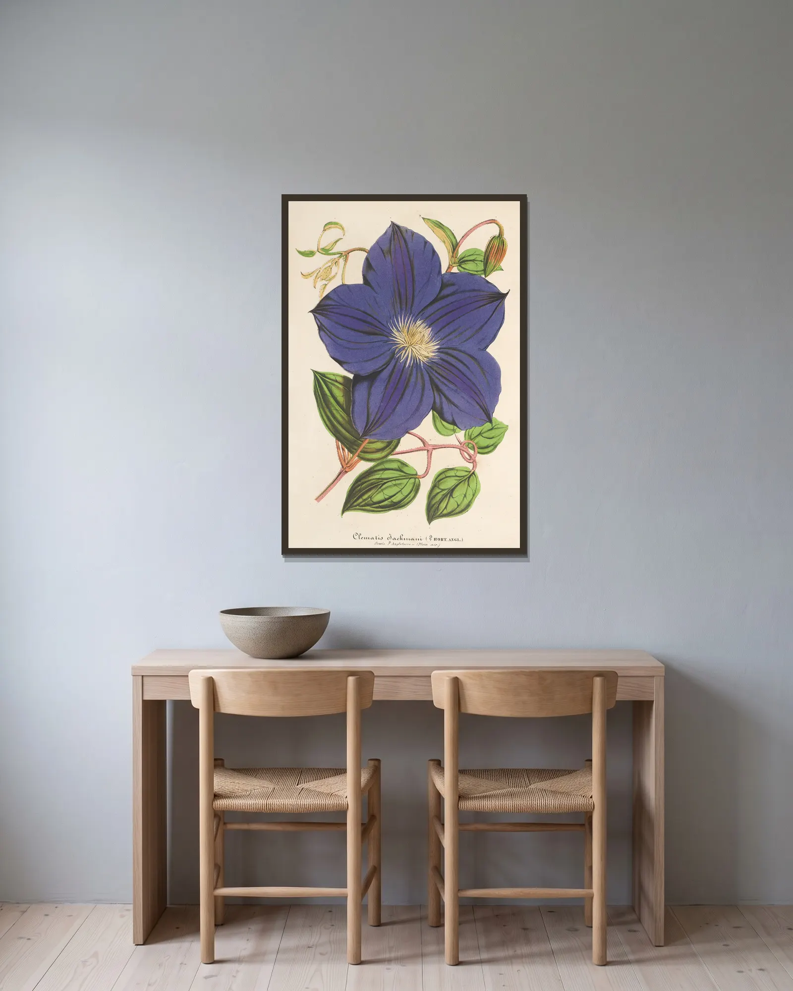 Clematis Jackmani av Charles Antoine Lemaire inramad på en vägg
