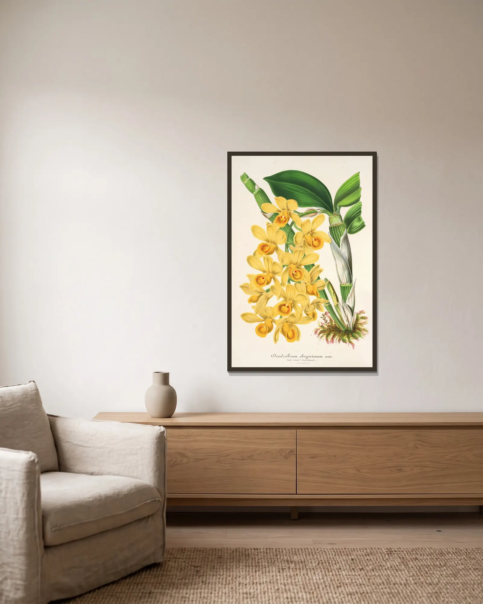 Dendrobium chrysotoxum av Charles Antoine Lemaire inramad på en vägg