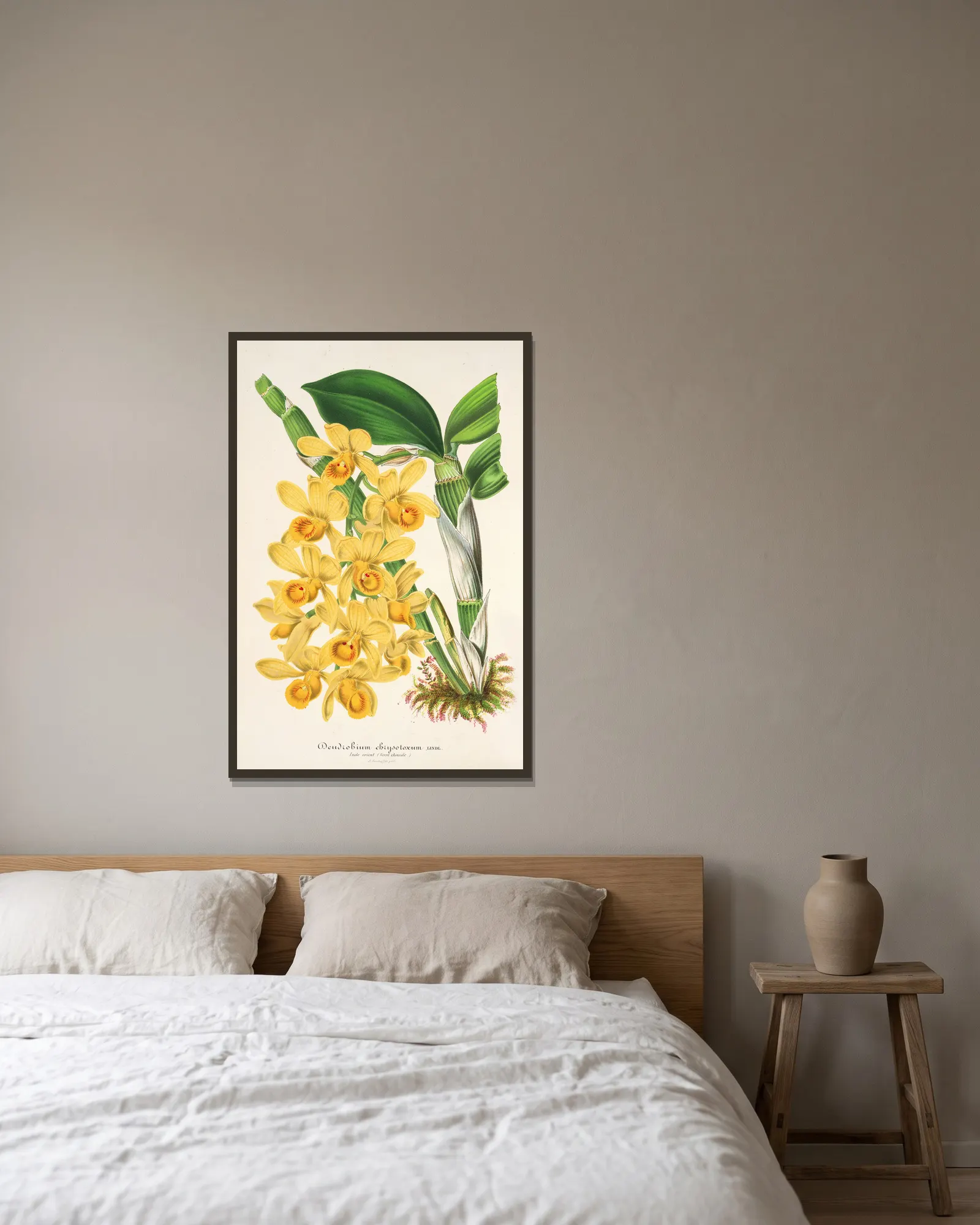 Dendrobium chrysotoxum av Charles Antoine Lemaire inramad på en vägg