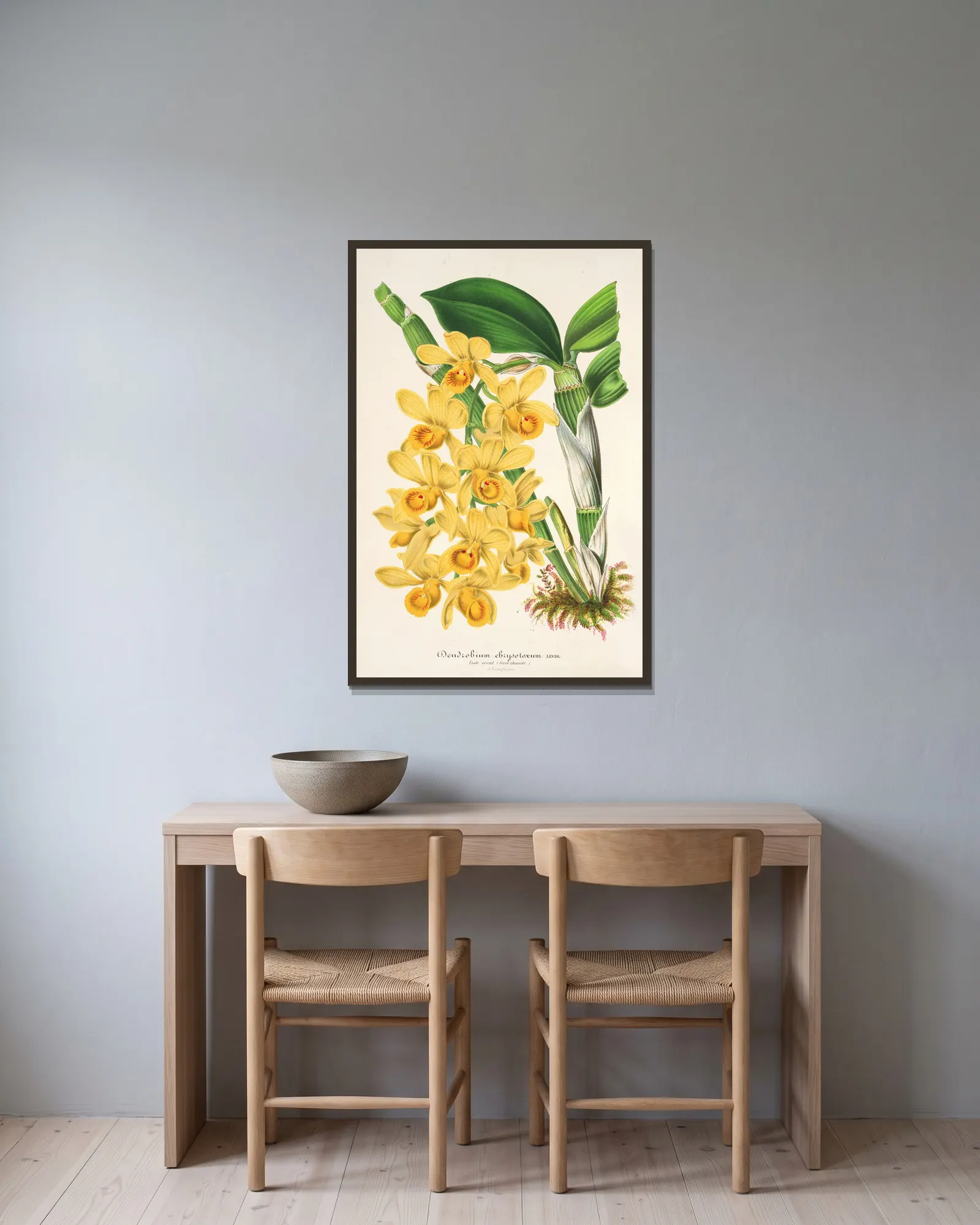 Dendrobium chrysotoxum av Charles Antoine Lemaire inramad på en vägg