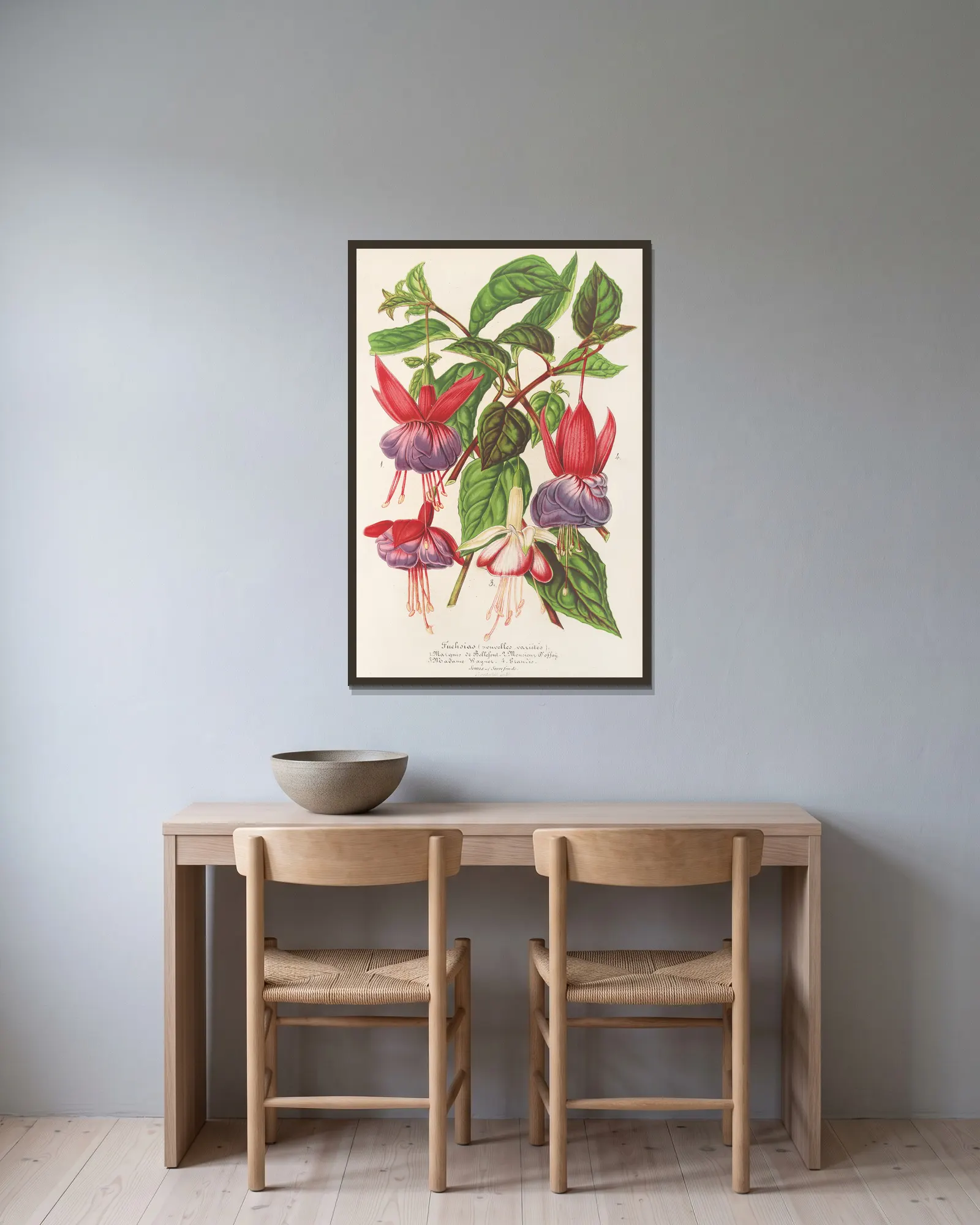 Fuchsia (nouvelles variétés de) av Charles Antoine Lemaire inramad på en vägg