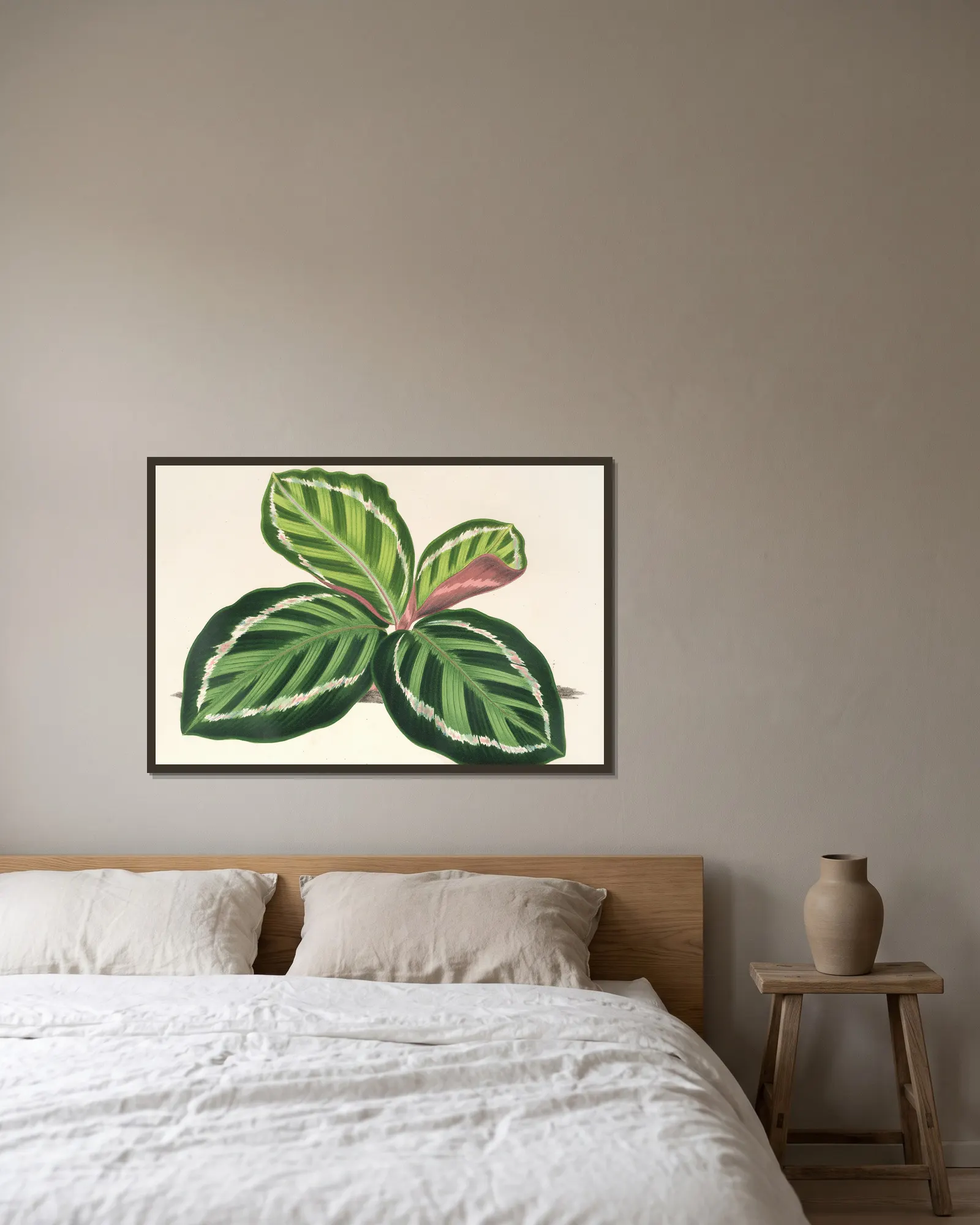 Maranta illustris av Charles Antoine Lemaire inramad på en vägg