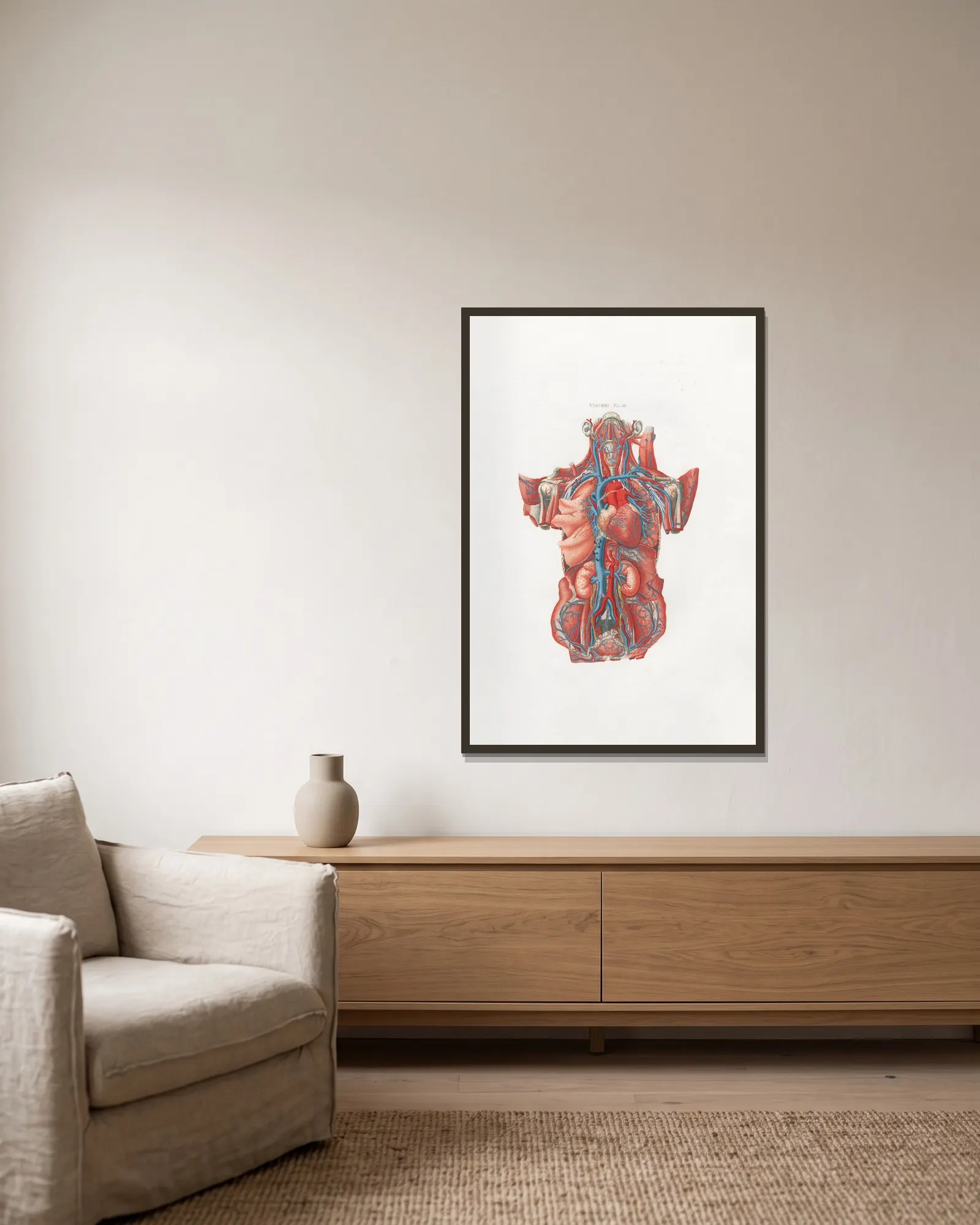 Anatomia Universale Pl.13 av Antonio Serantoni inramad på en vägg
