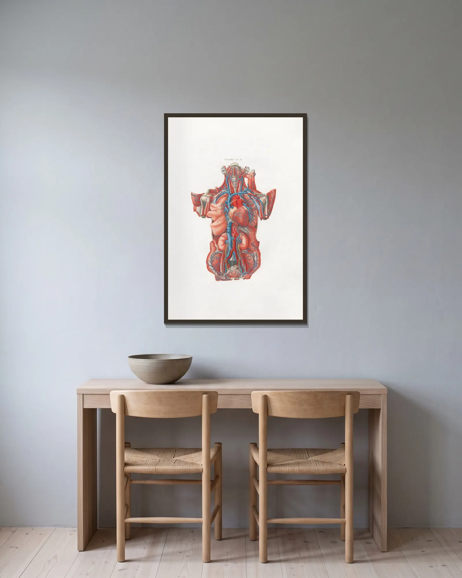 Anatomia Universale Pl.13 av Antonio Serantoni inramad på en vägg