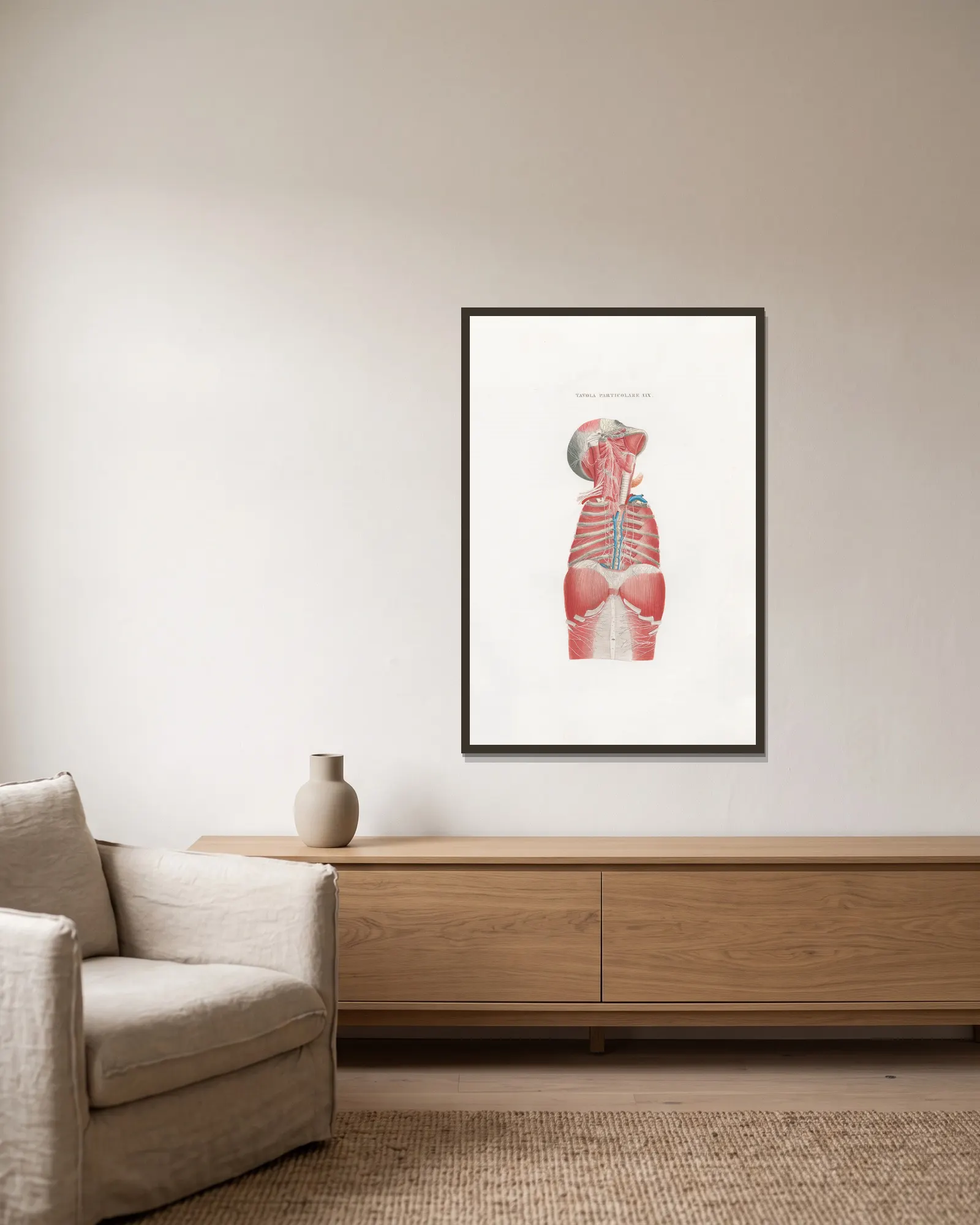 Anatomia Universale Pl.49 av Antonio Serantoni inramad på en vägg