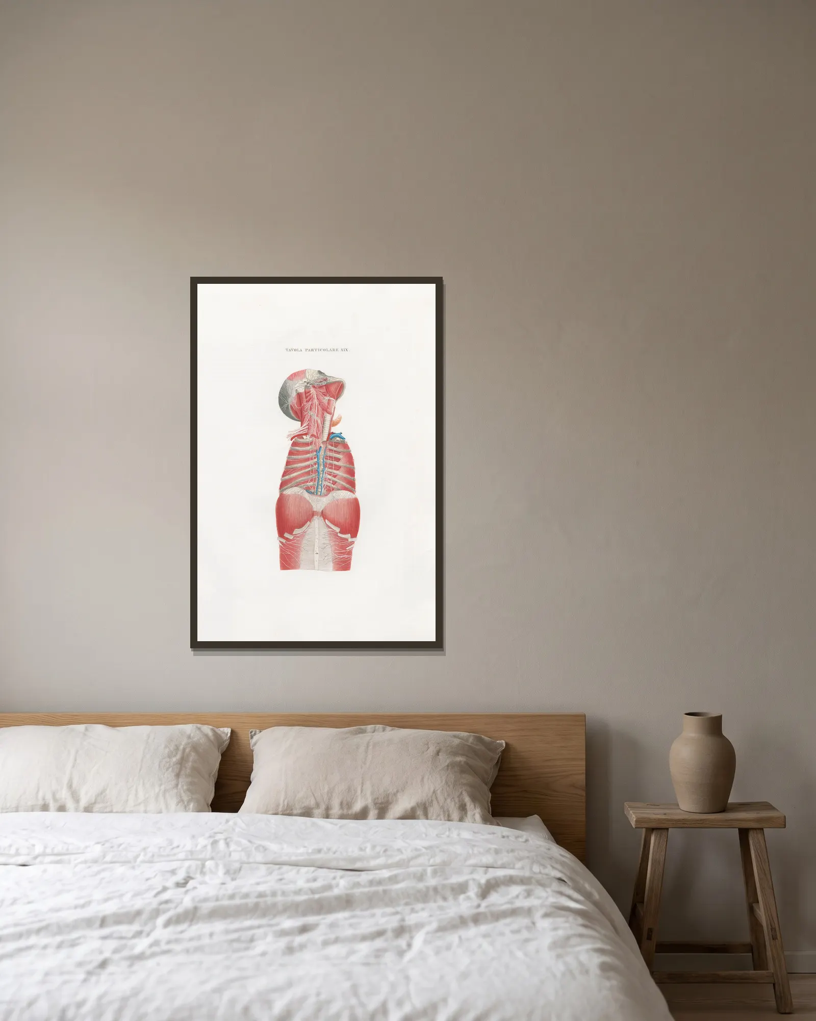 Anatomia Universale Pl.49 av Antonio Serantoni inramad på en vägg