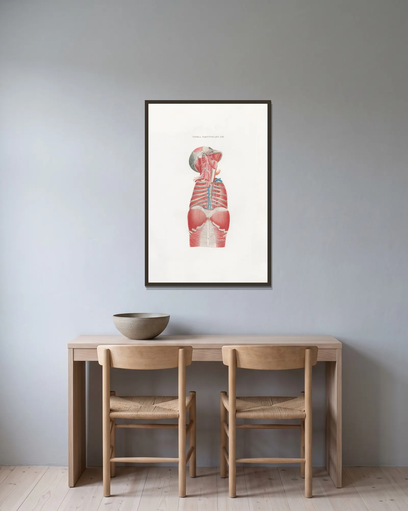 Anatomia Universale Pl.49 av Antonio Serantoni inramad på en vägg
