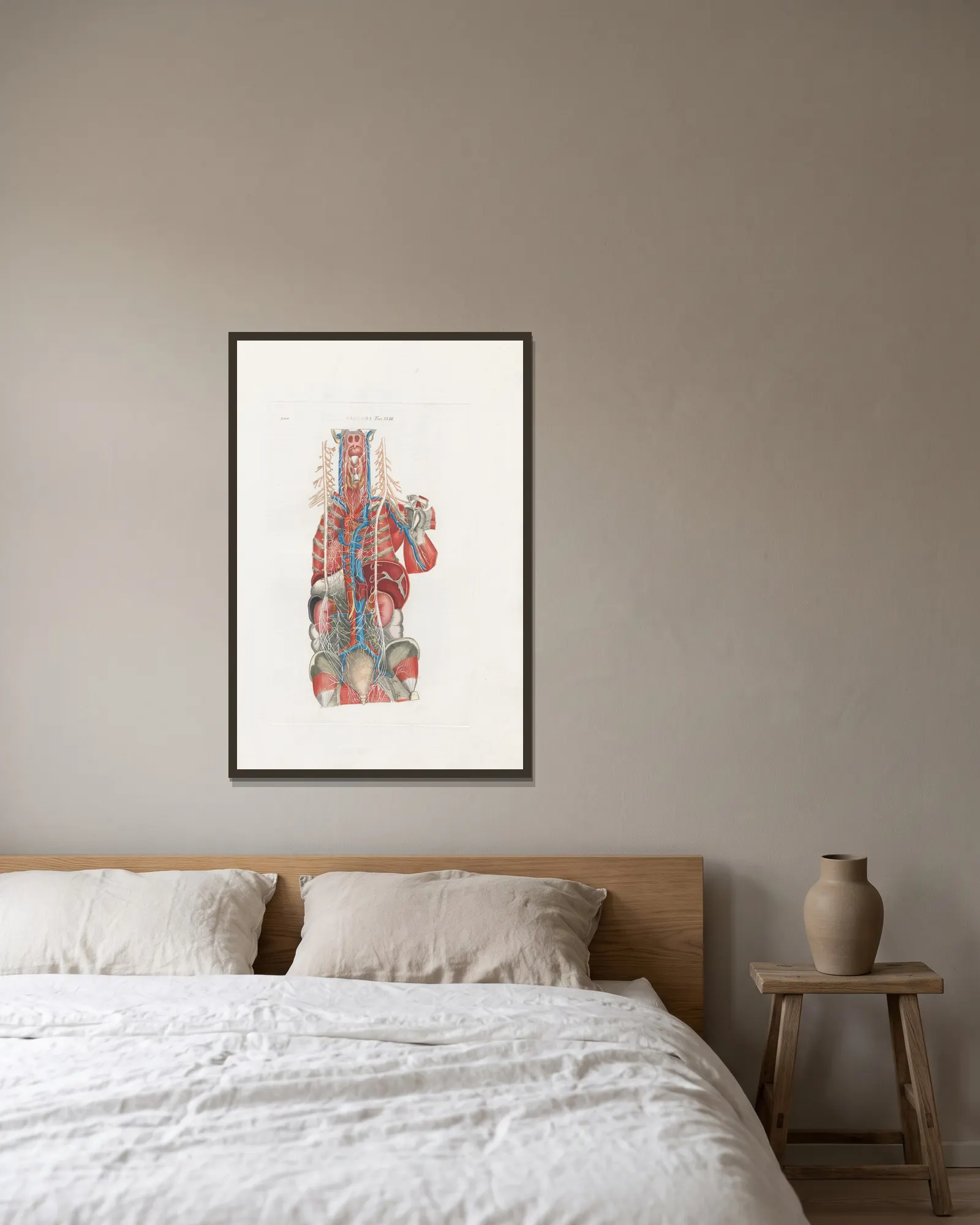 Anatomia Universale Pl.69 av Antonio Serantoni inramad på en vägg