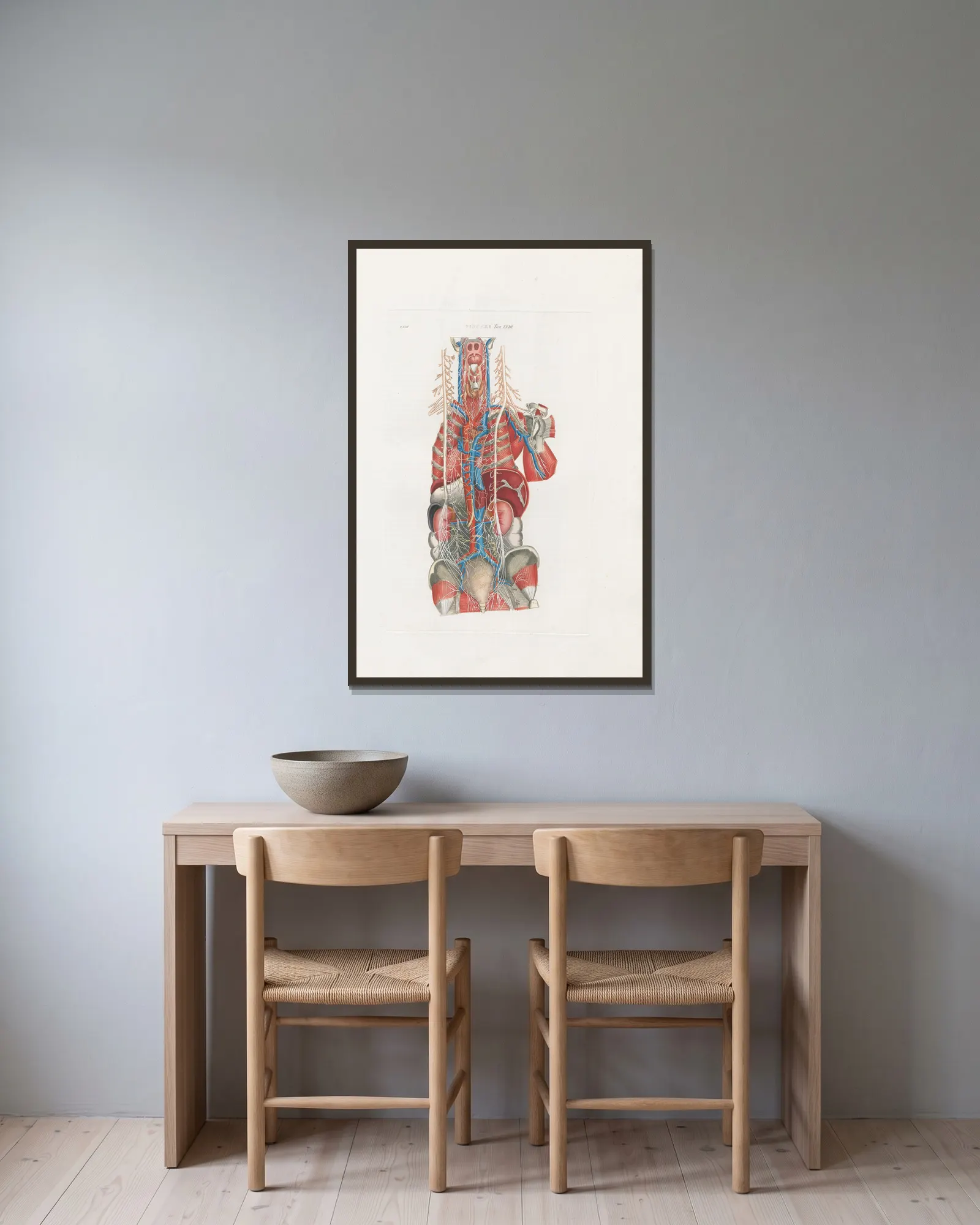 Anatomia Universale Pl.69 av Antonio Serantoni inramad på en vägg