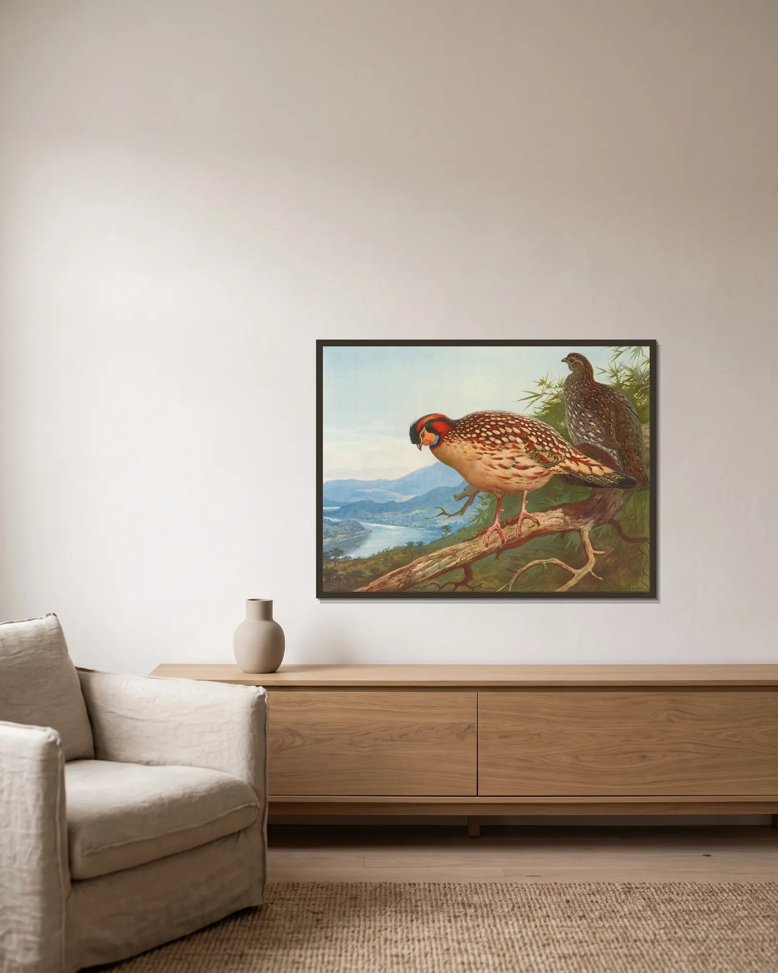 Cabot’s Tragopan av Archibald Thorburn inramad på en vägg