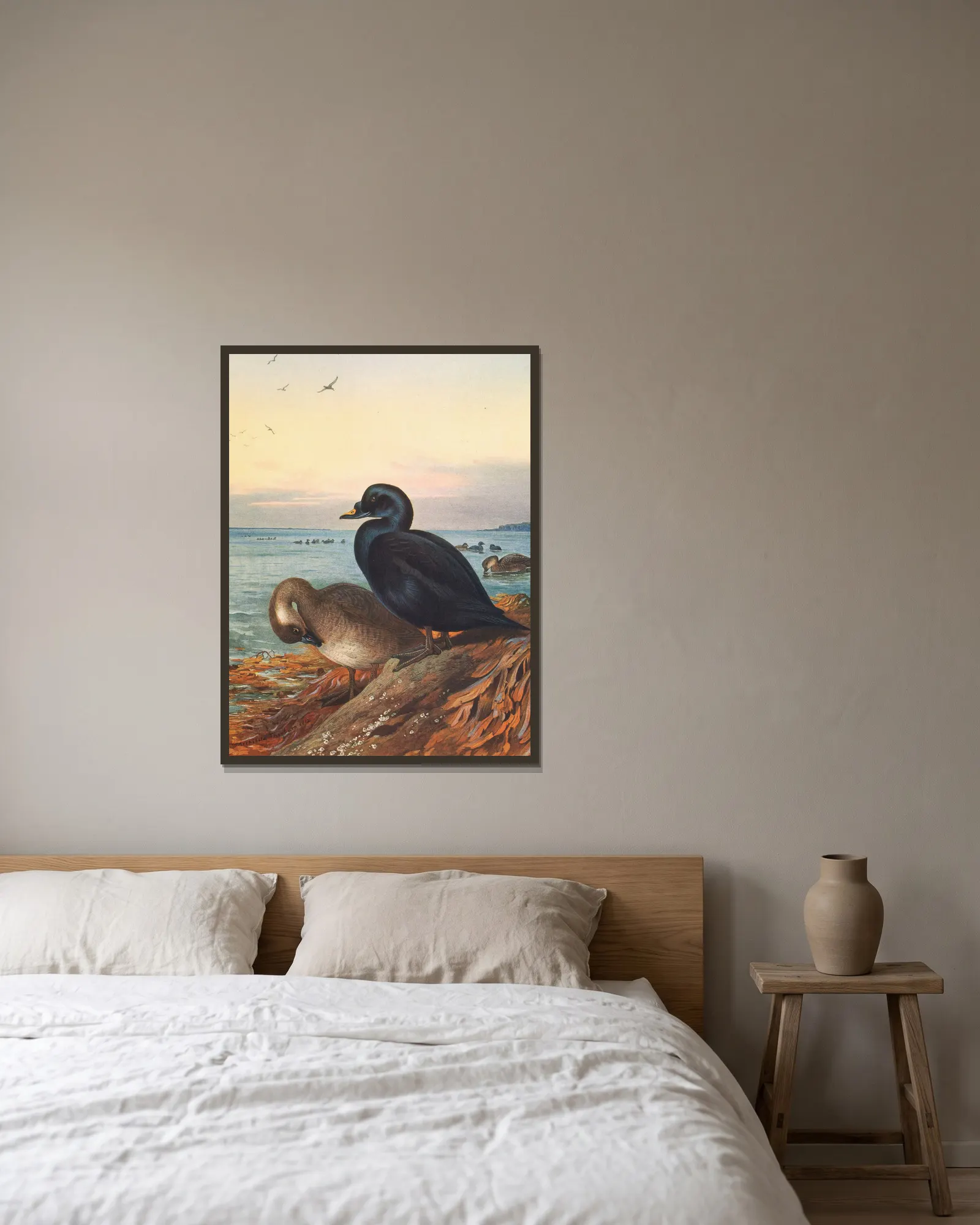 Common Scoter av Archibald Thorburn inramad på en vägg
