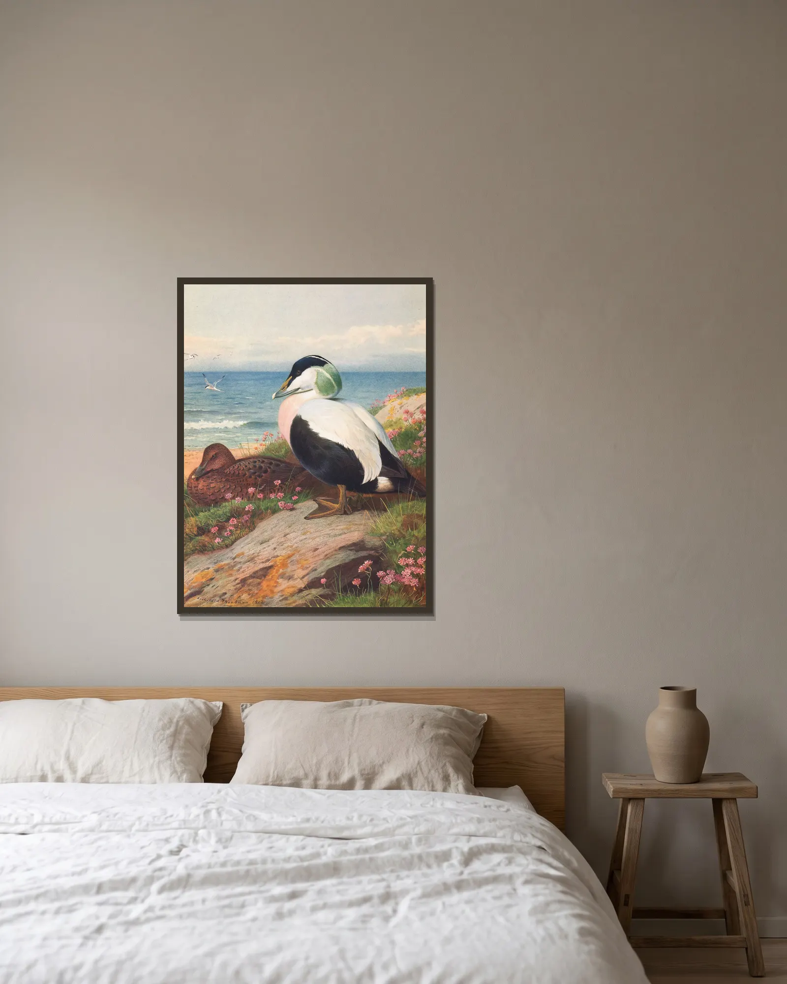 Eider Duck av Archibald Thorburn inramad på en vägg