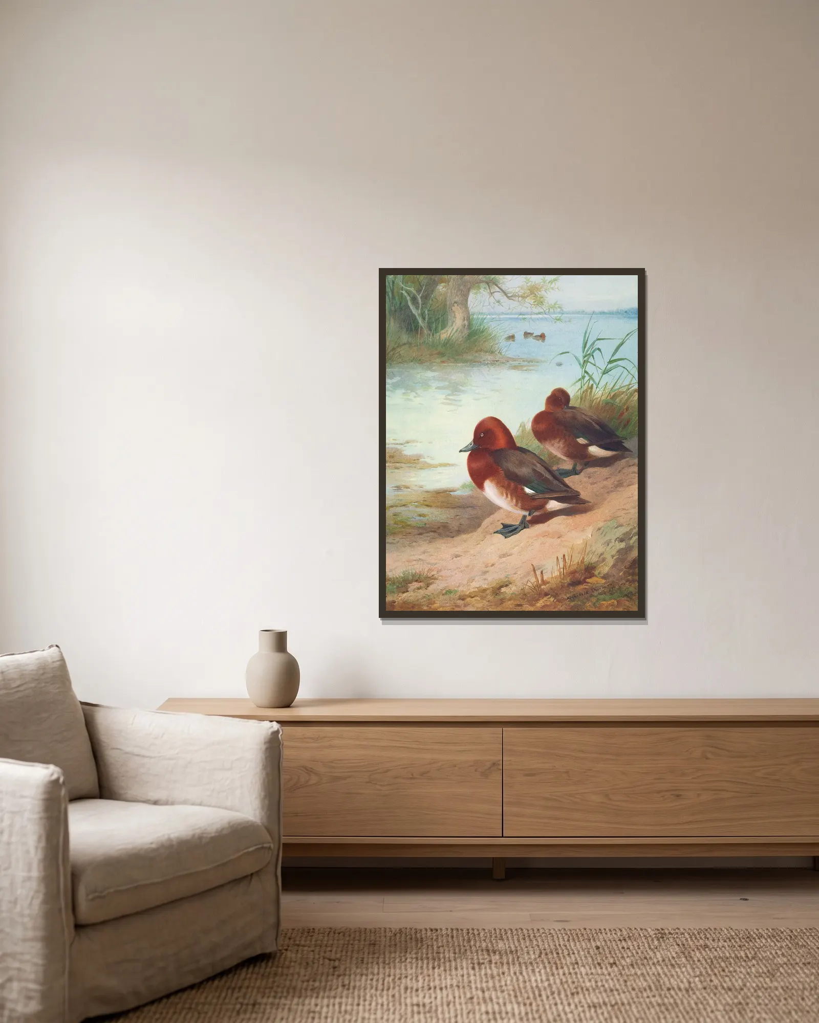 Ferruginous Duck av Archibald Thorburn inramad på en vägg