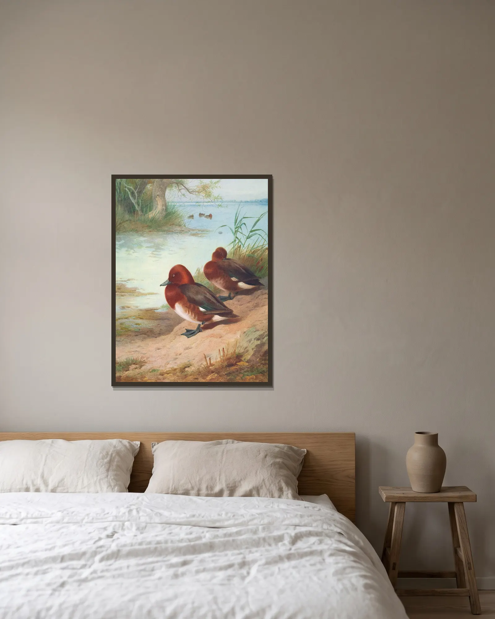 Ferruginous Duck av Archibald Thorburn inramad på en vägg
