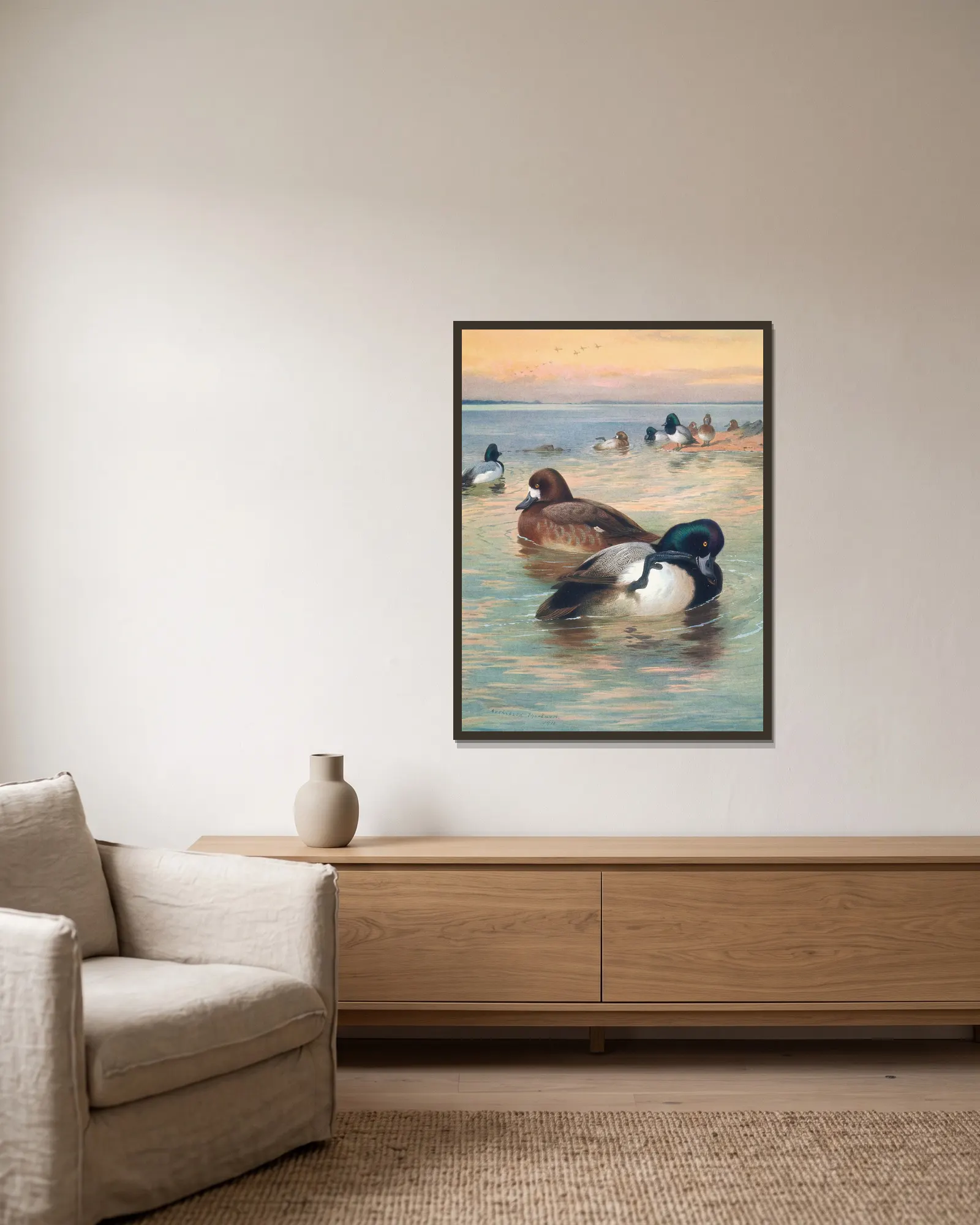 Scaup Duck av Archibald Thorburn inramad på en vägg