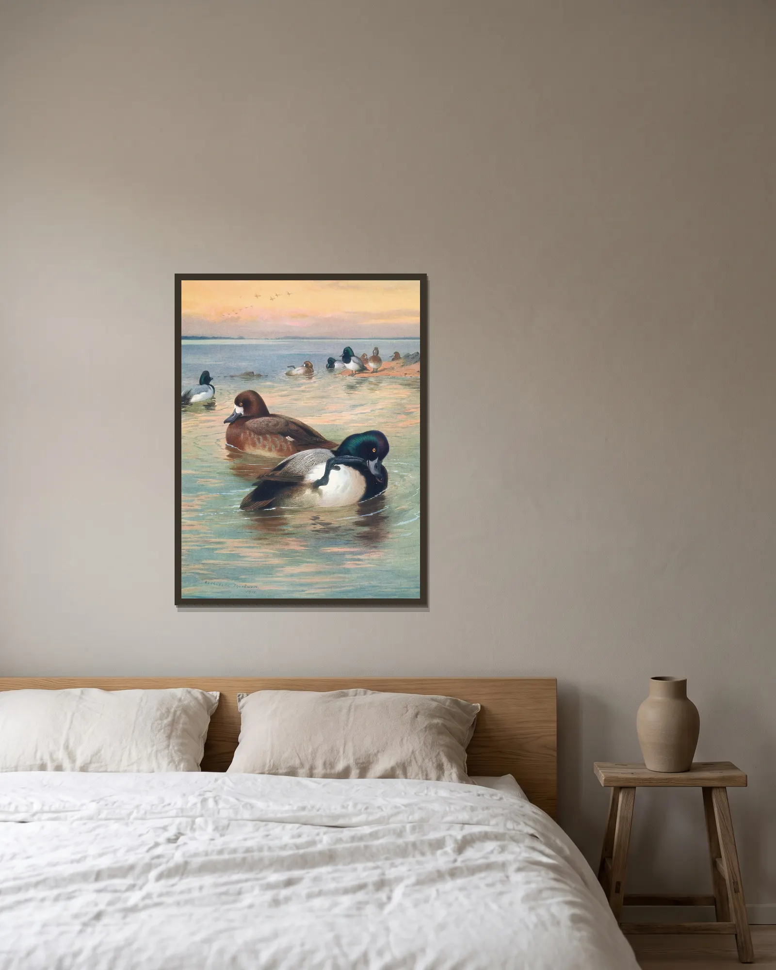 Scaup Duck av Archibald Thorburn inramad på en vägg