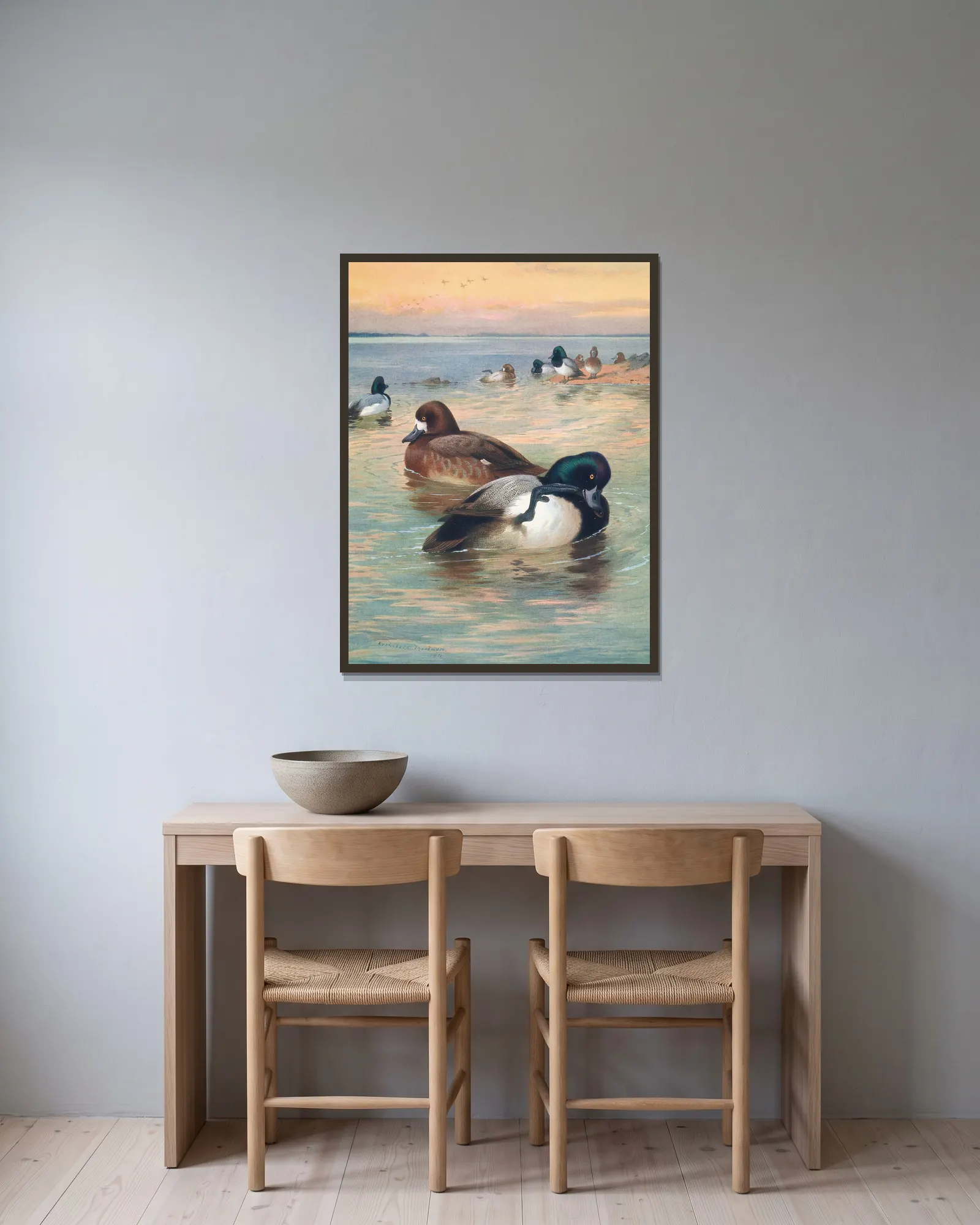 Scaup Duck av Archibald Thorburn inramad på en vägg