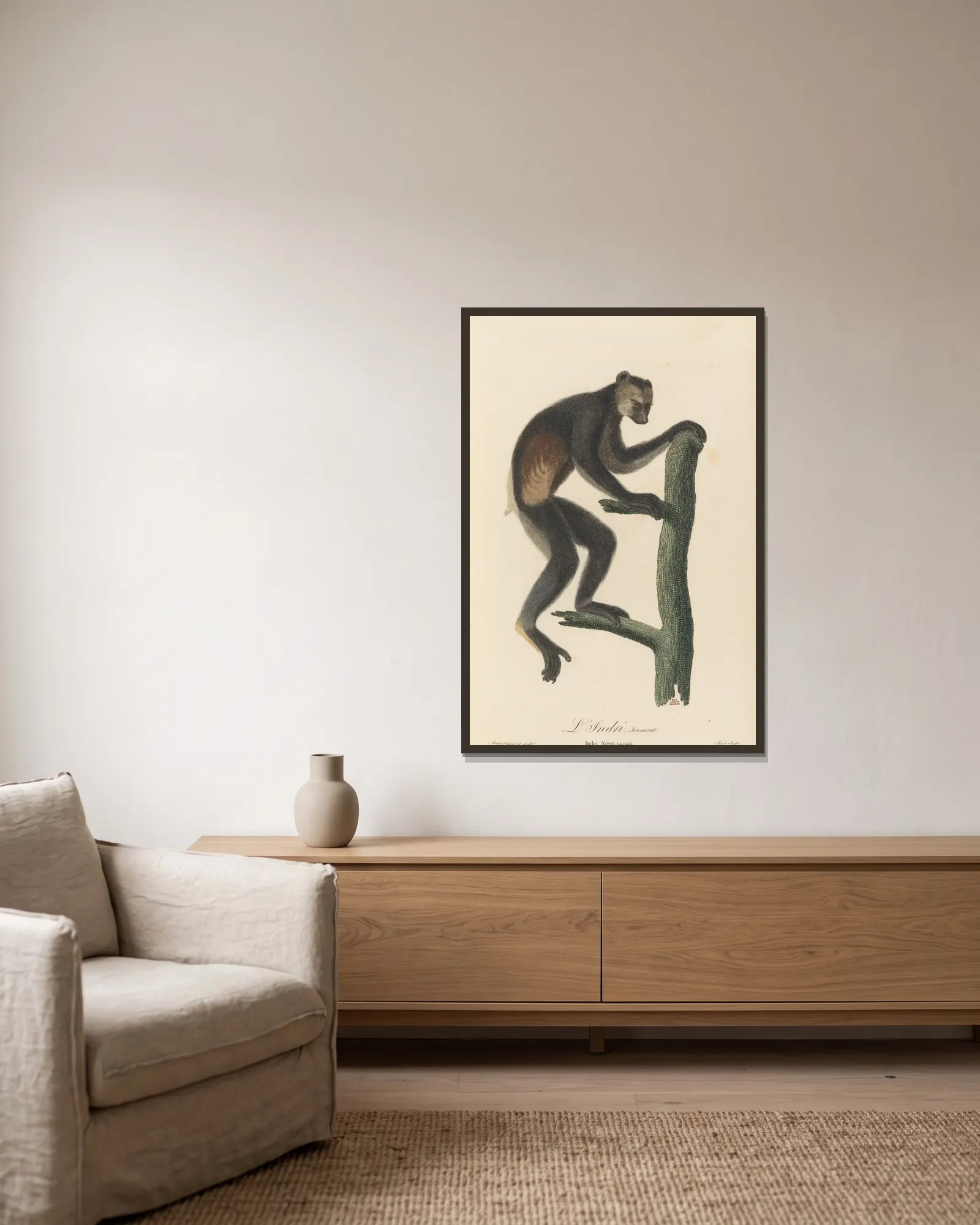 Le Indri av Jean-Baptiste Audebert inramad på en vägg