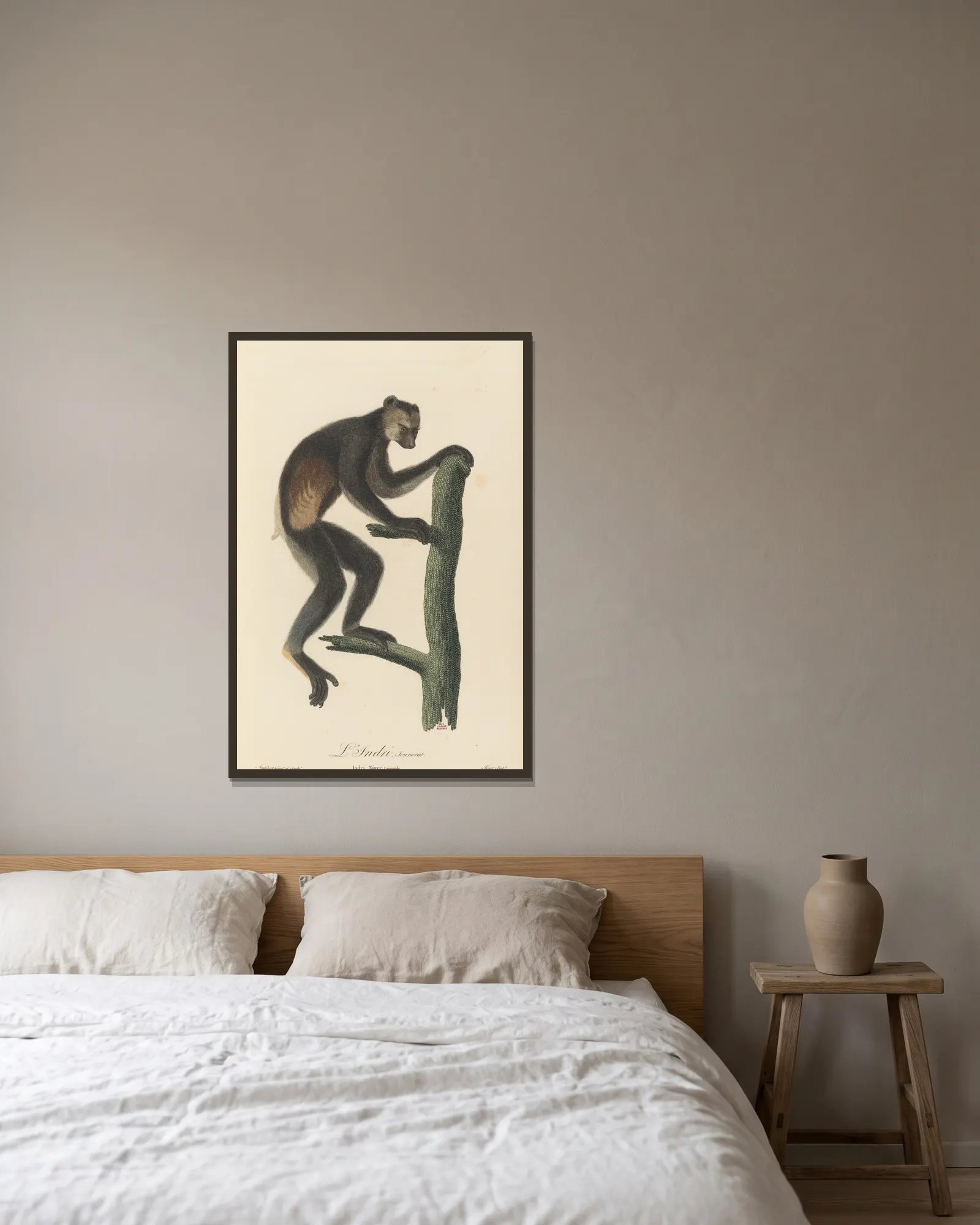 Le Indri av Jean-Baptiste Audebert inramad på en vägg