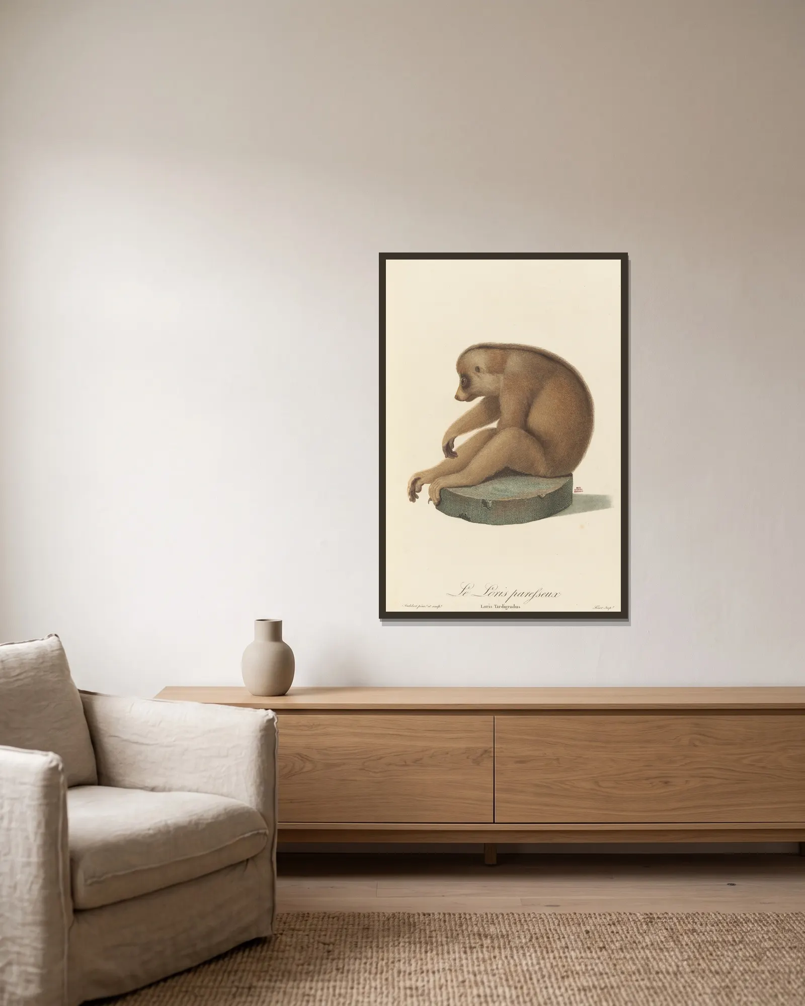 Le Loris paresseux av Jean-Baptiste Audebert inramad på en vägg