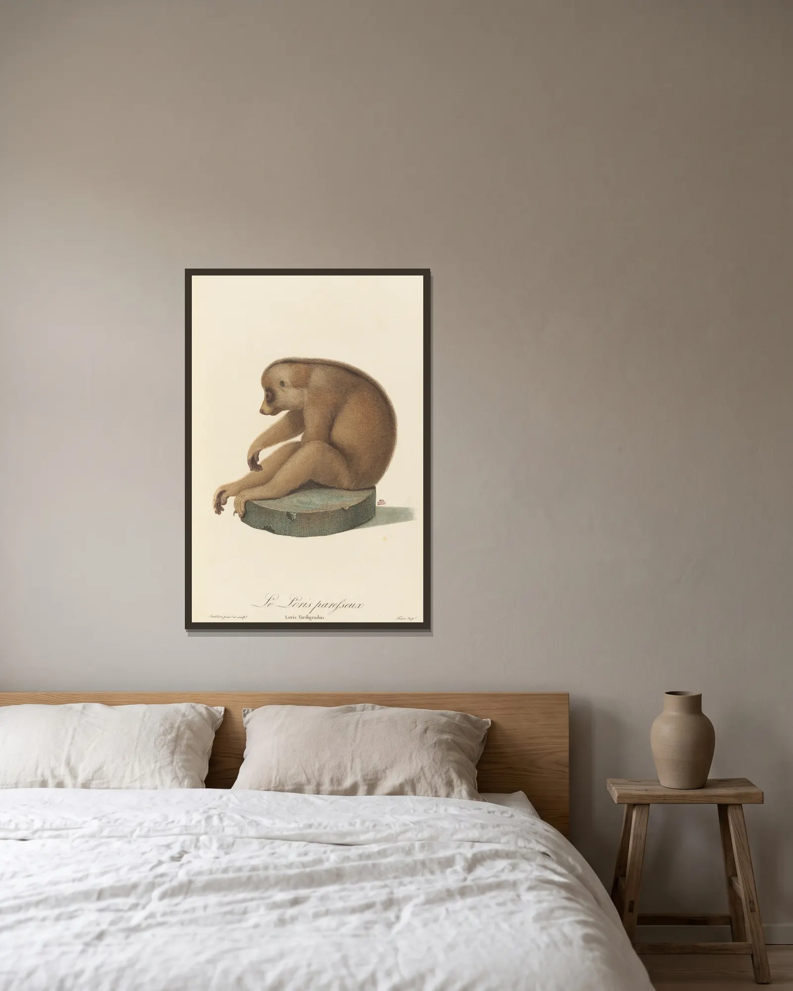 Le Loris paresseux av Jean-Baptiste Audebert inramad på en vägg