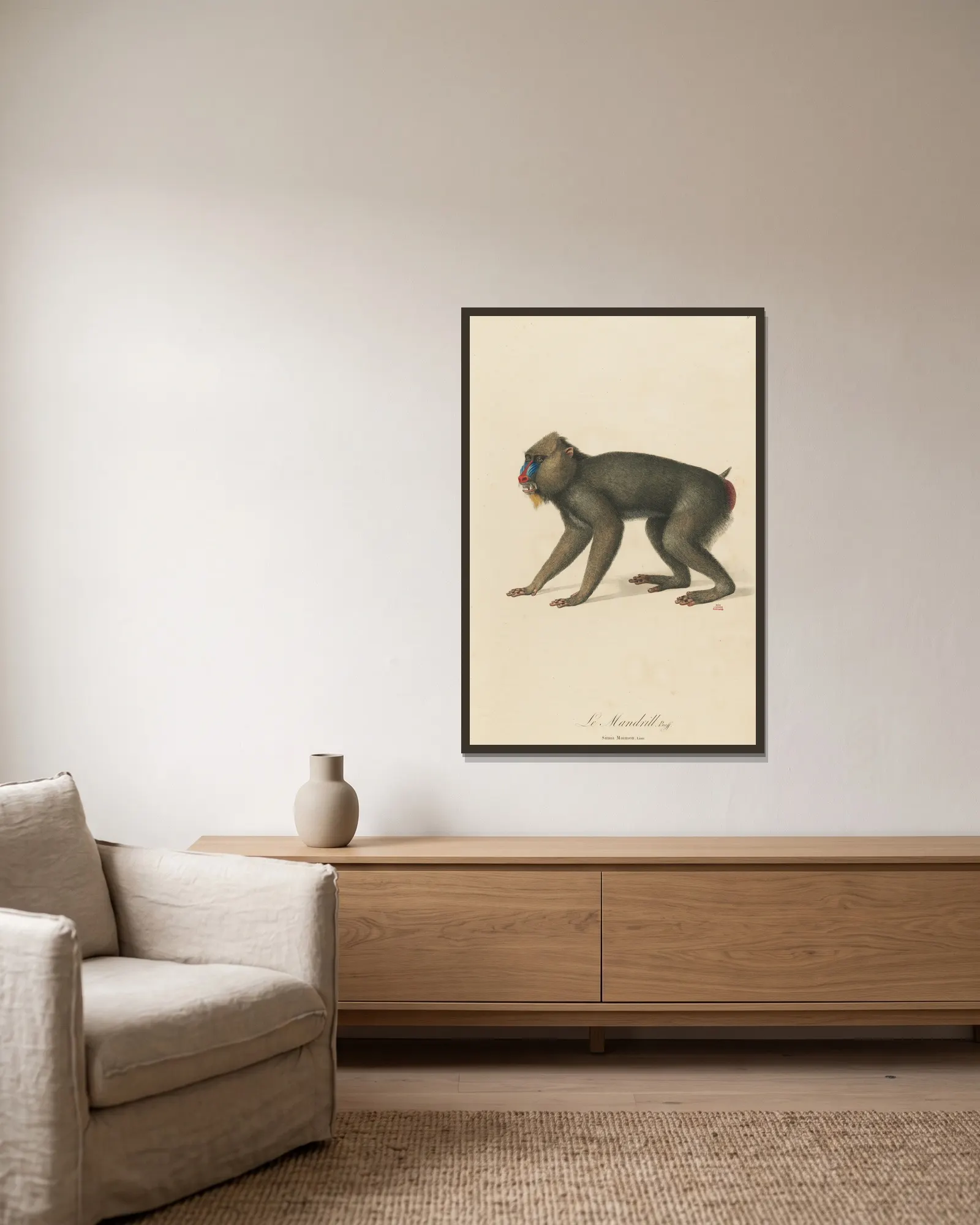Le Mandrill av Jean-Baptiste Audebert inramad på en vägg