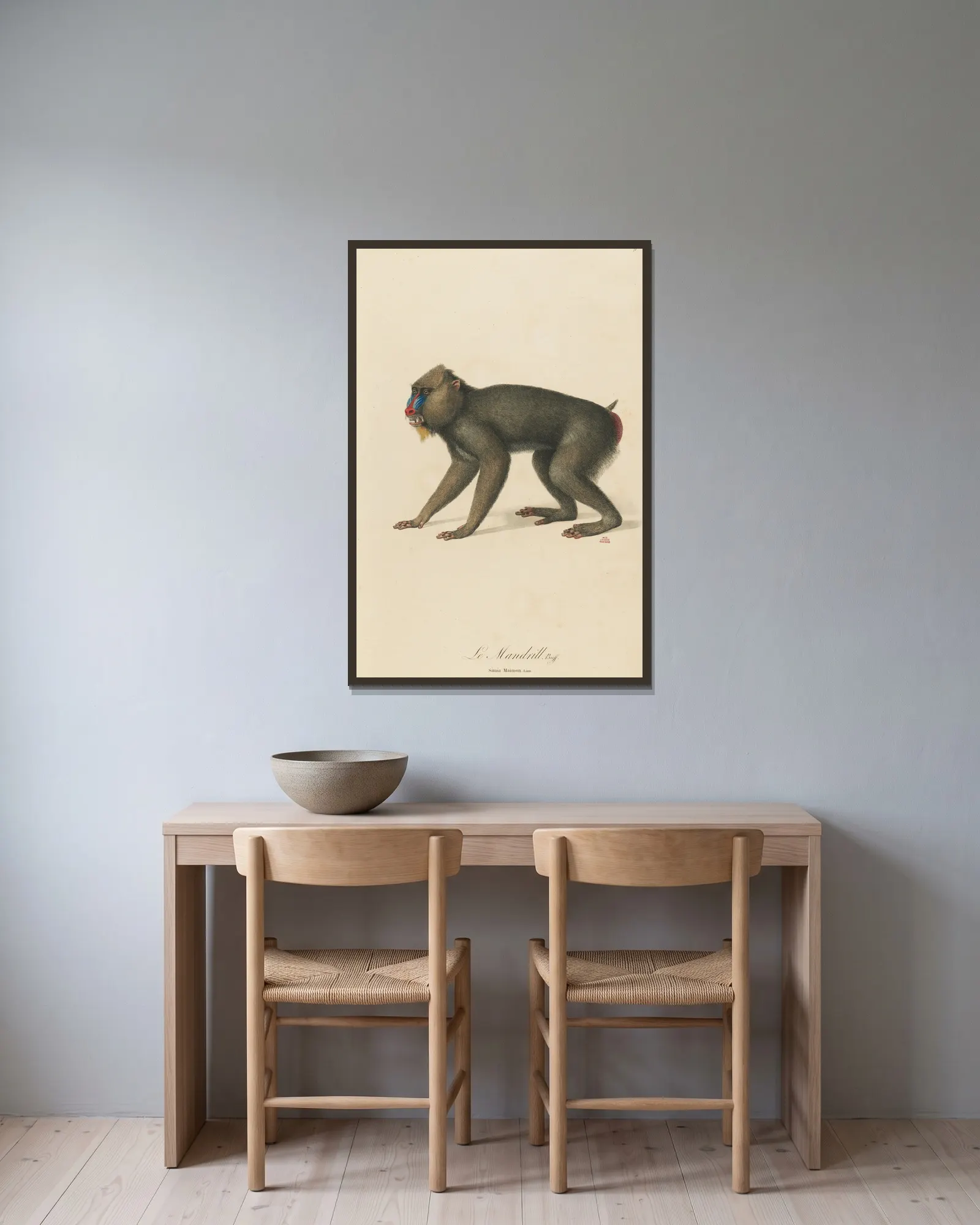 Le Mandrill av Jean-Baptiste Audebert inramad på en vägg
