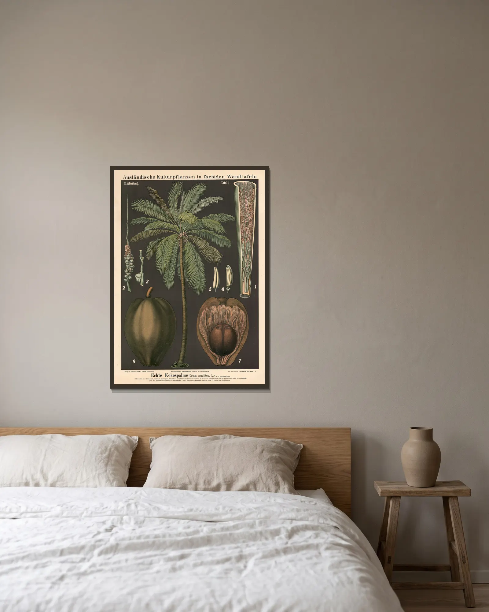 Echte Kokospalme (Cocos nucifera L.) av Carl Bollmann inramad på en vägg