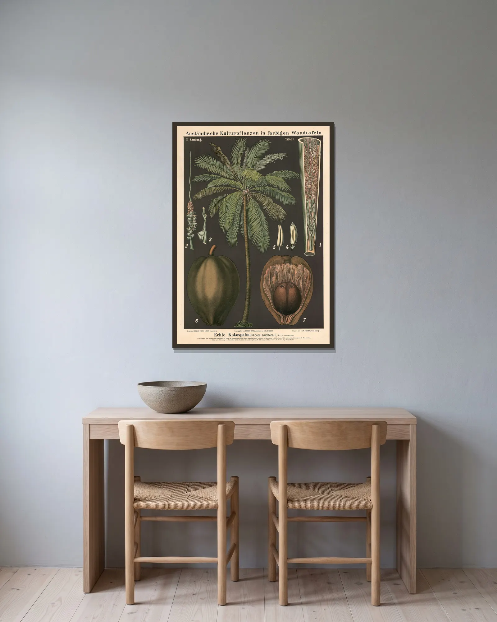Echte Kokospalme (Cocos nucifera L.) av Carl Bollmann inramad på en vägg