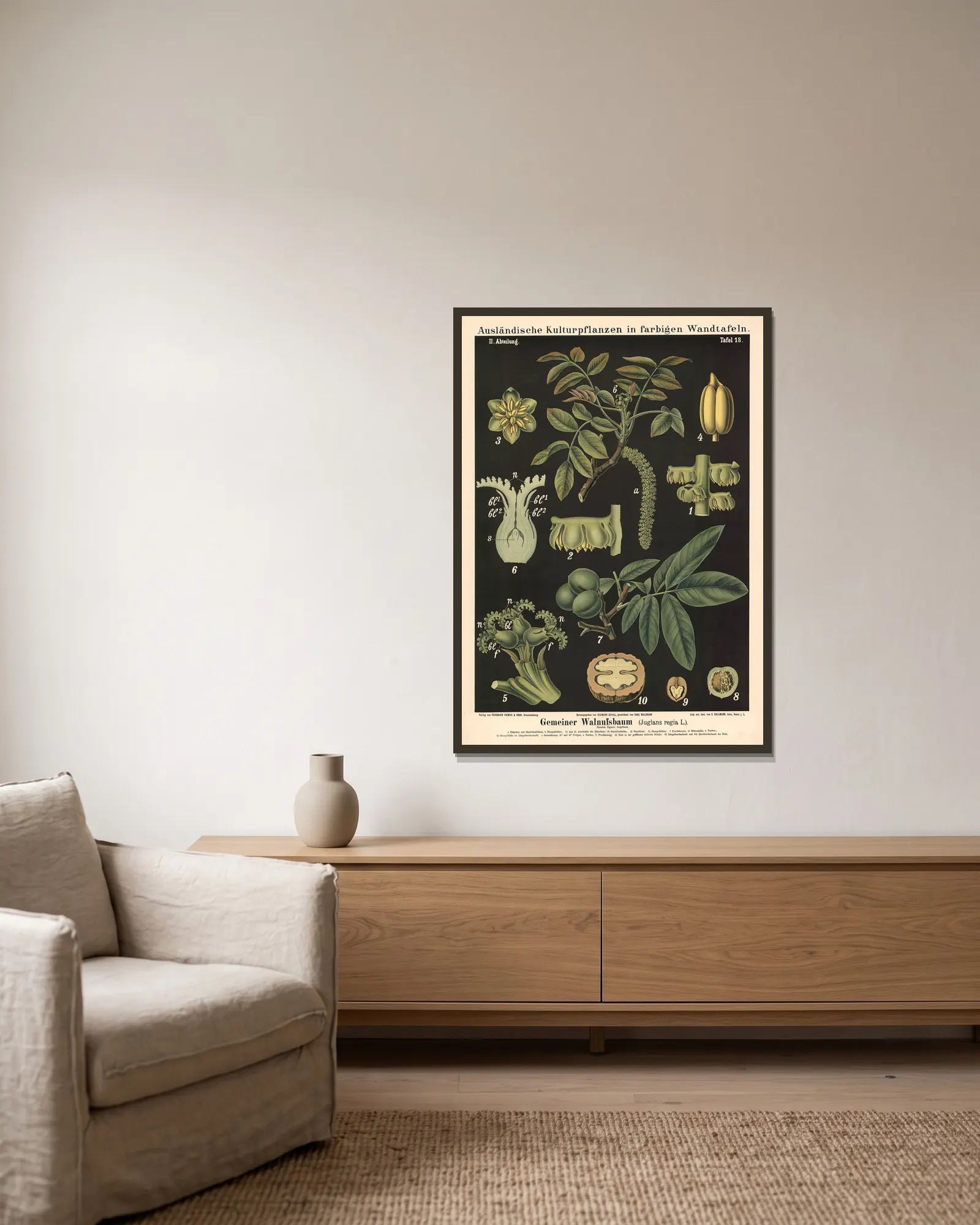 Gemeiner Walnussbaum (Juglans regia L.) av Carl Bollmann inramad på en vägg