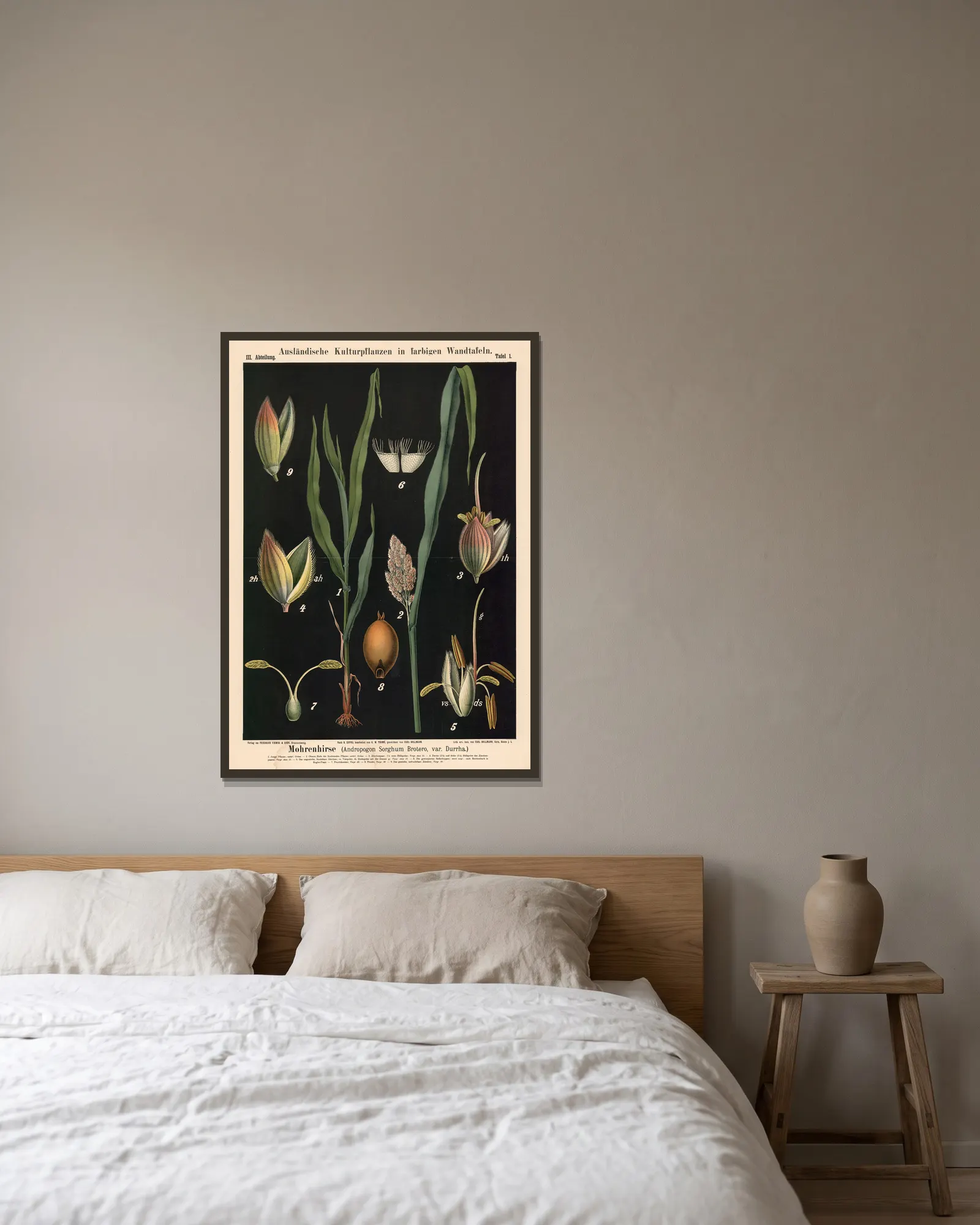 Mohrenhirse (Andropogon Sorghum Brotero, var. Durrha) av Carl Bollmann inramad på en vägg