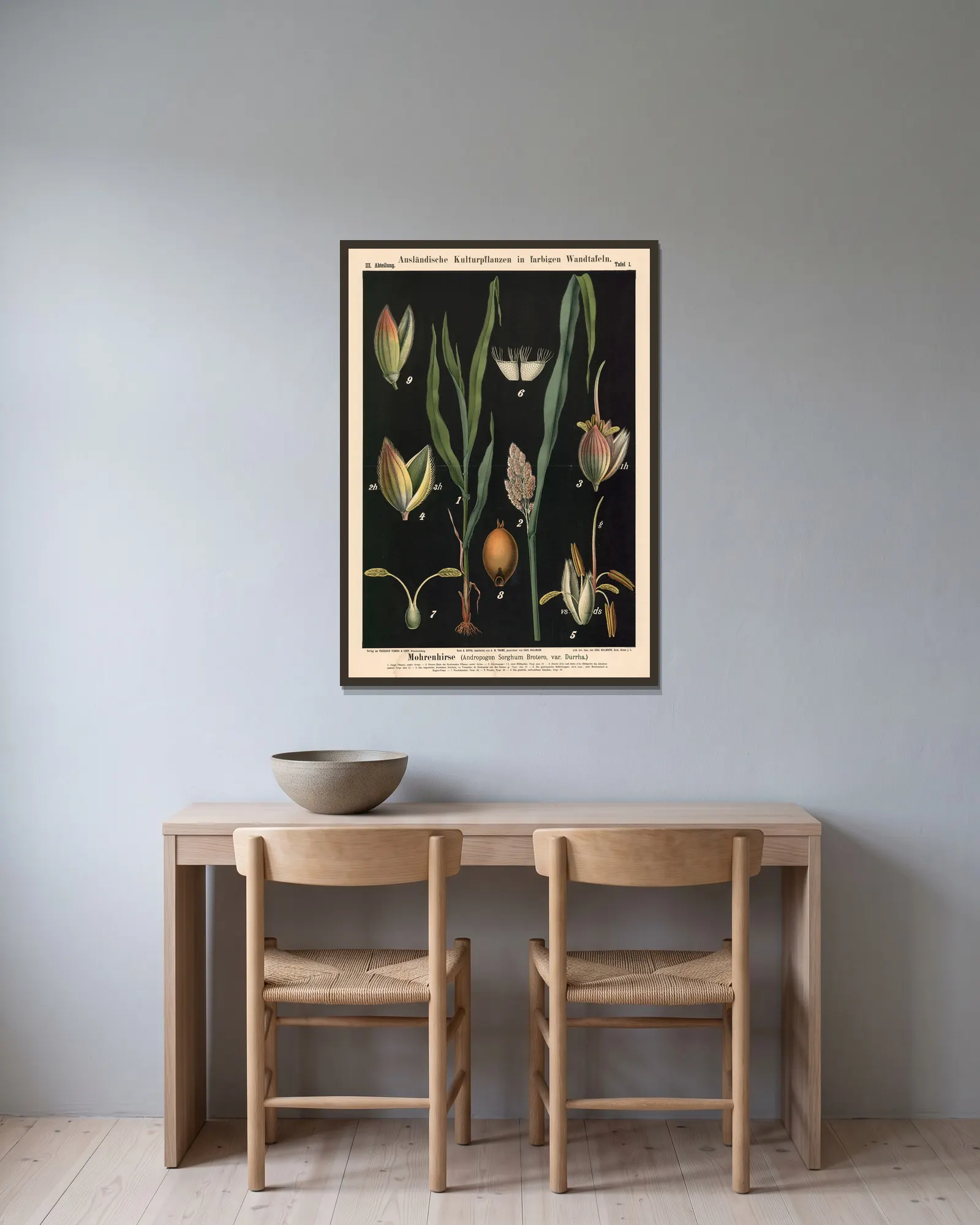 Mohrenhirse (Andropogon Sorghum Brotero, var. Durrha) av Carl Bollmann inramad på en vägg