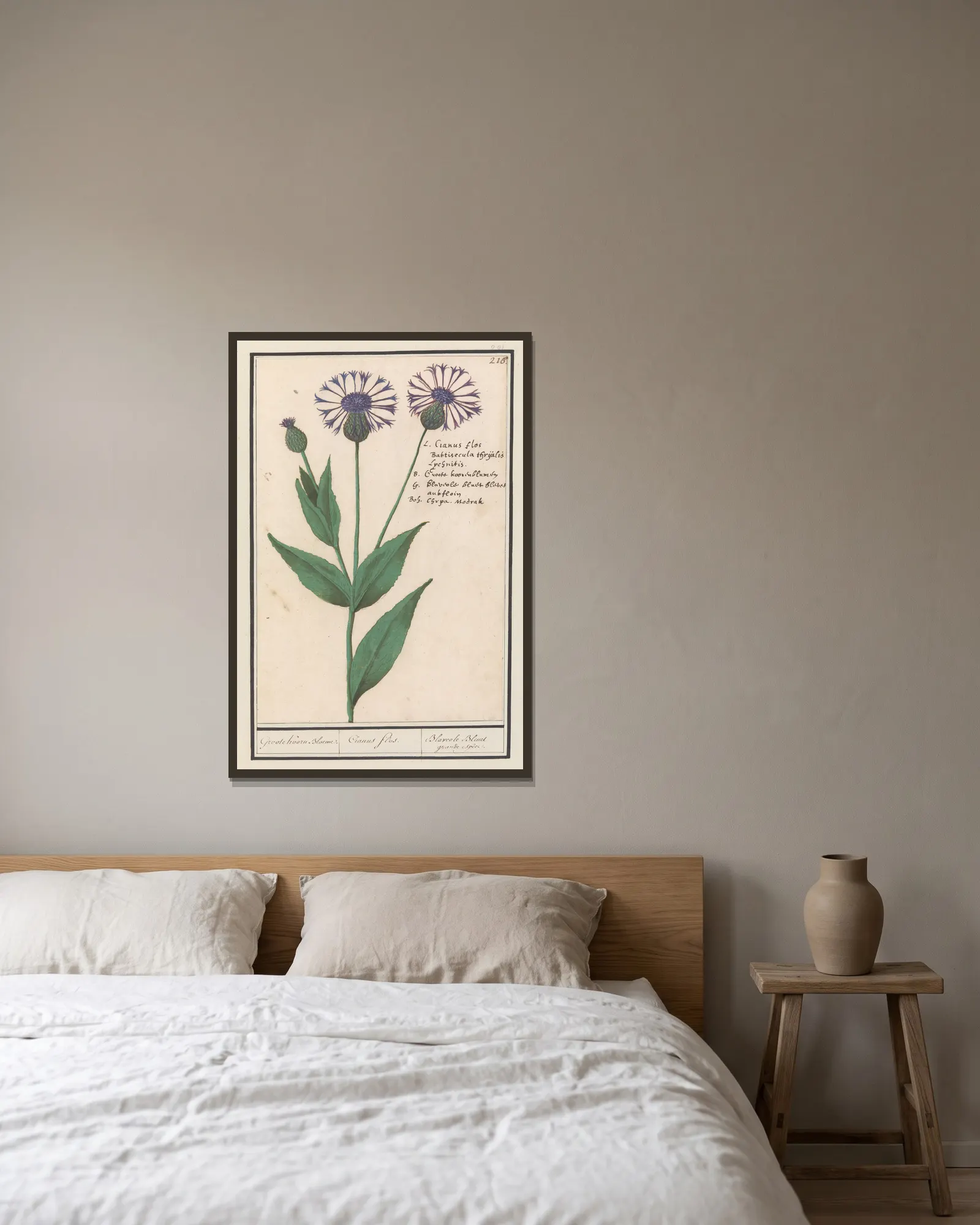 Grote centaurie (Centaurea scabiosa) av Anselmus Boëtius de Boodt inramad på en vägg