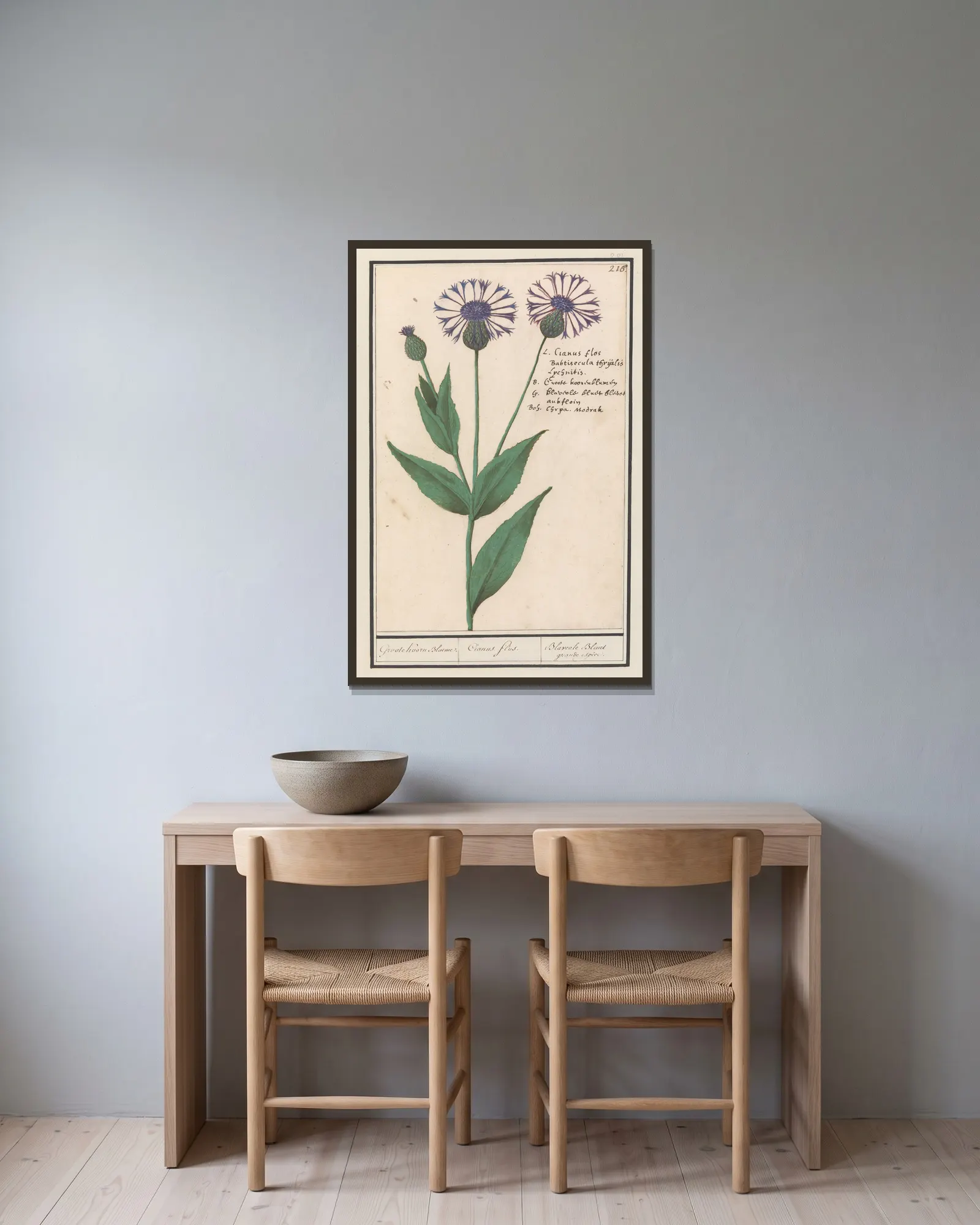 Grote centaurie (Centaurea scabiosa) av Anselmus Boëtius de Boodt inramad på en vägg