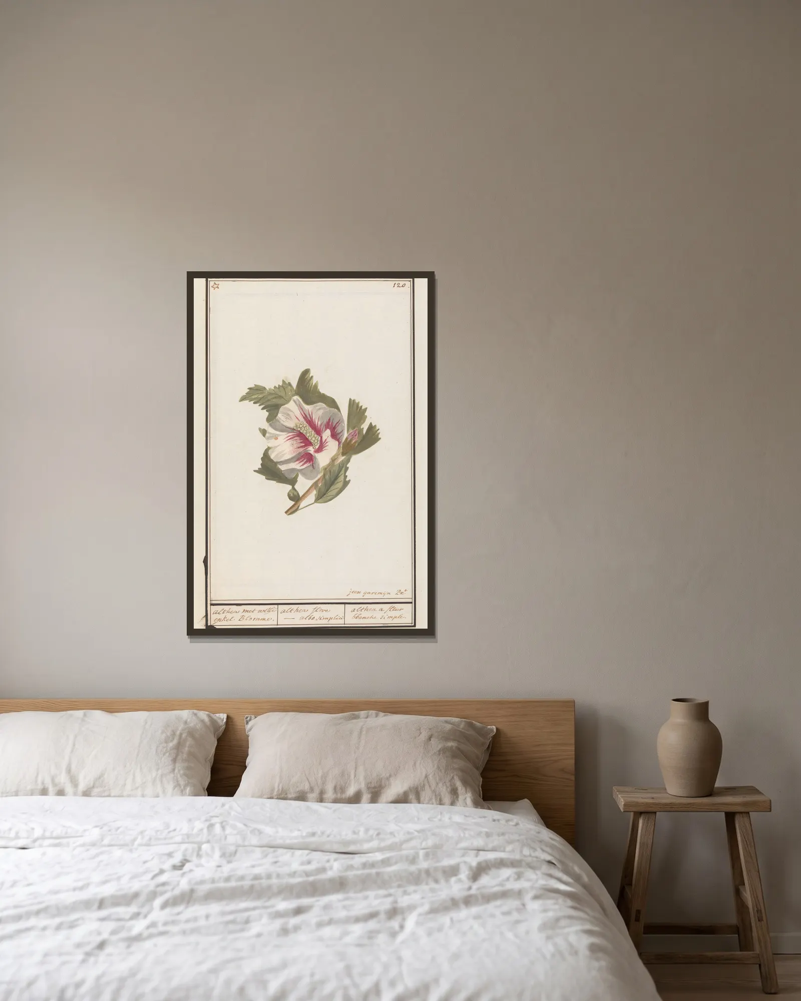 Hibiscus (Hibiscus syriacus) av Anselmus Boëtius de Boodt inramad på en vägg