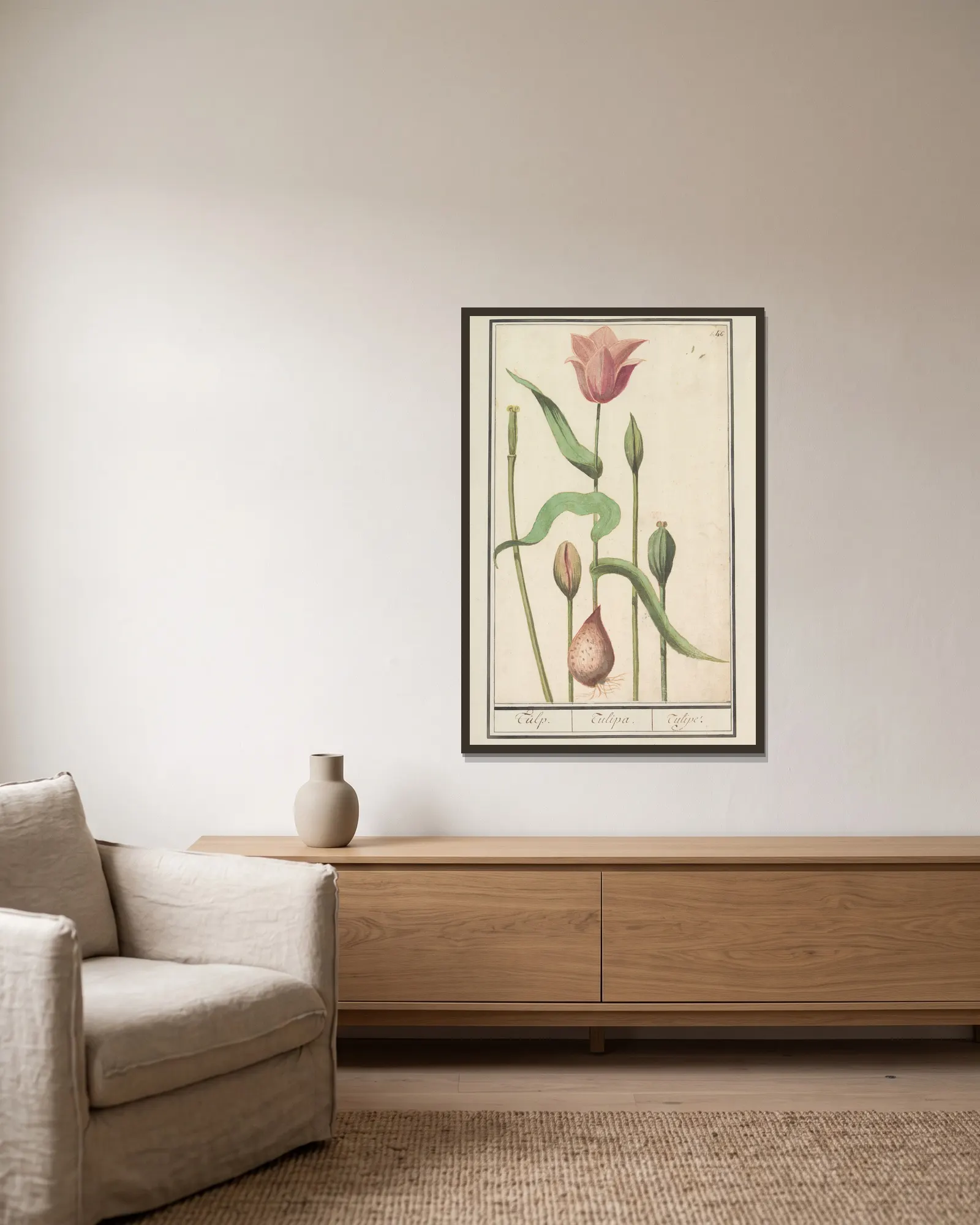 Tulp (Tulipa) av Anselmus Boëtius de Boodt inramad på en vägg