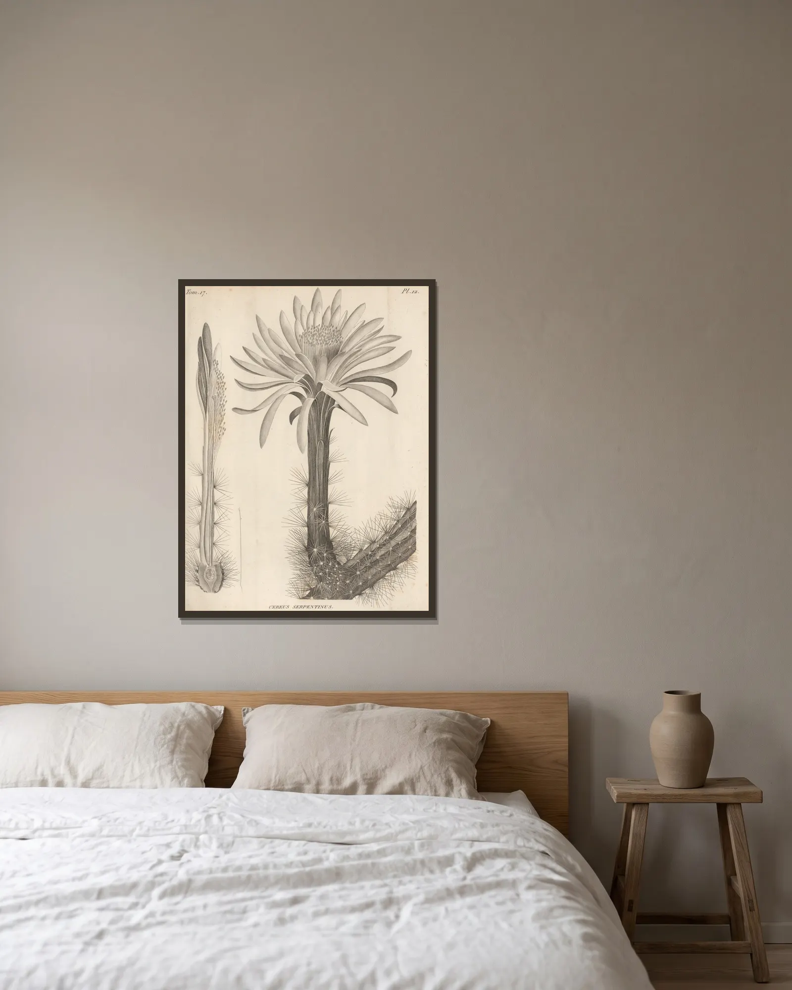 Cereus serpentinus av Augustin Pyramus de Candolle inramad på en vägg