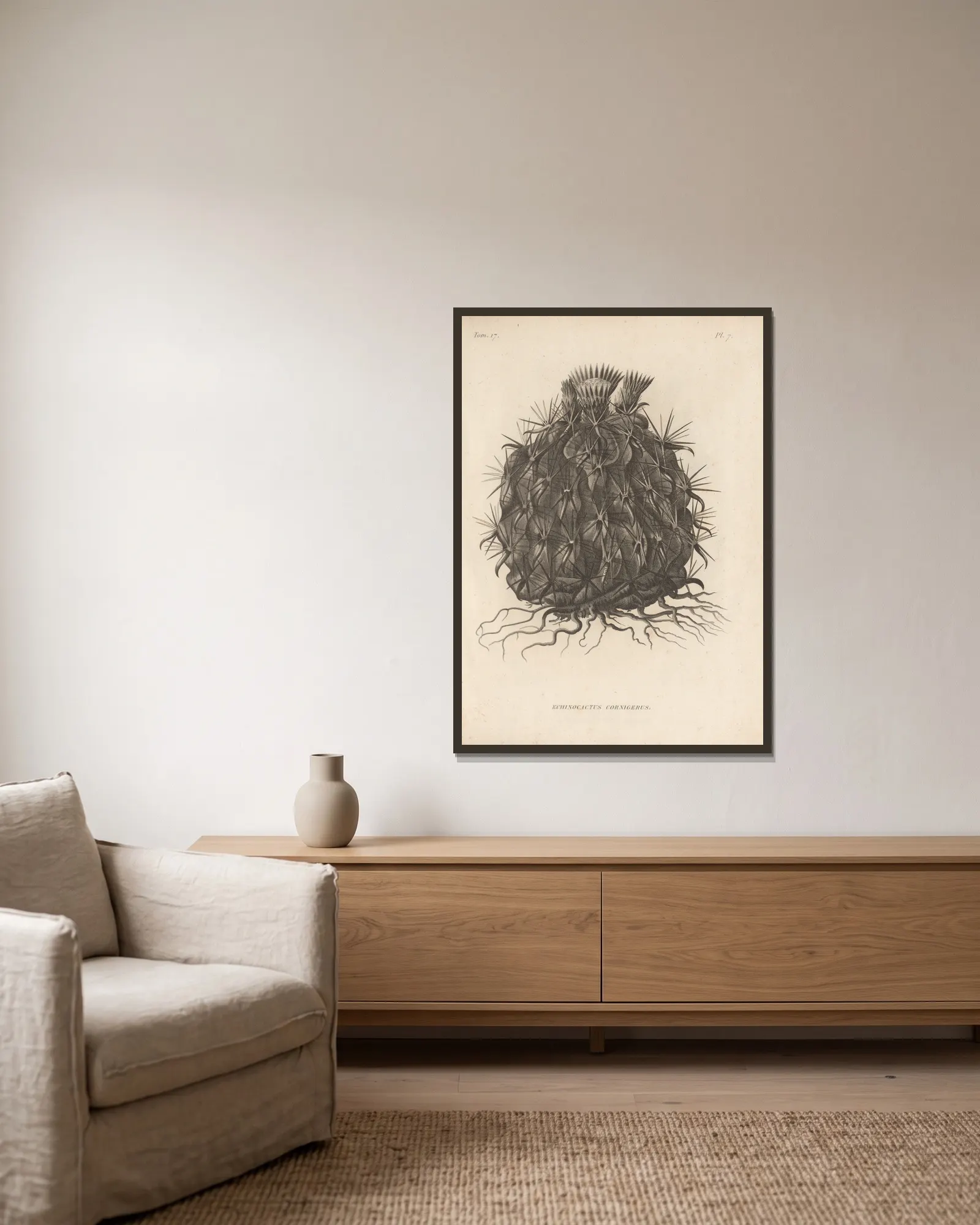 Echinocactus cornigerus av Augustin Pyramus de Candolle inramad på en vägg