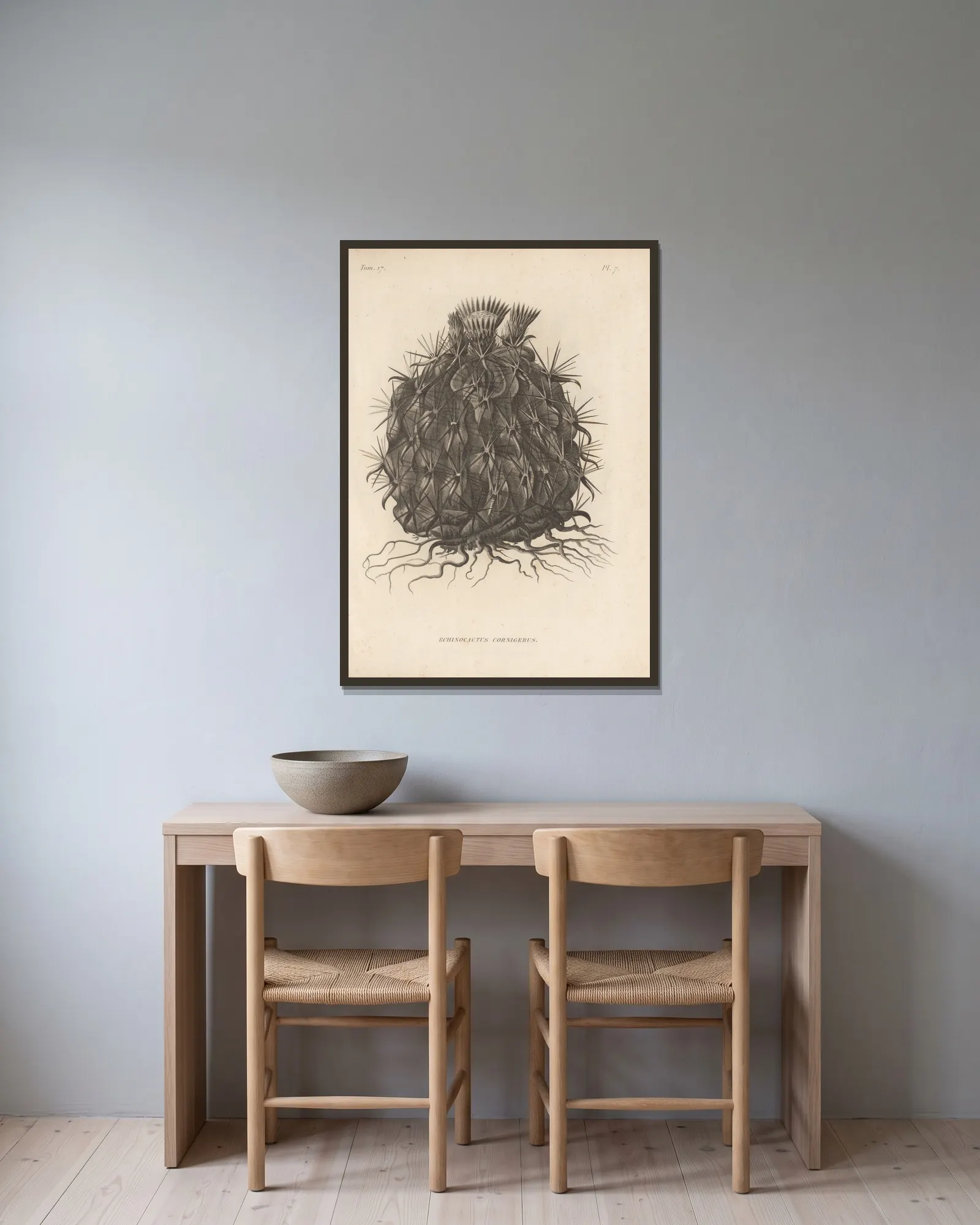 Echinocactus cornigerus av Augustin Pyramus de Candolle inramad på en vägg