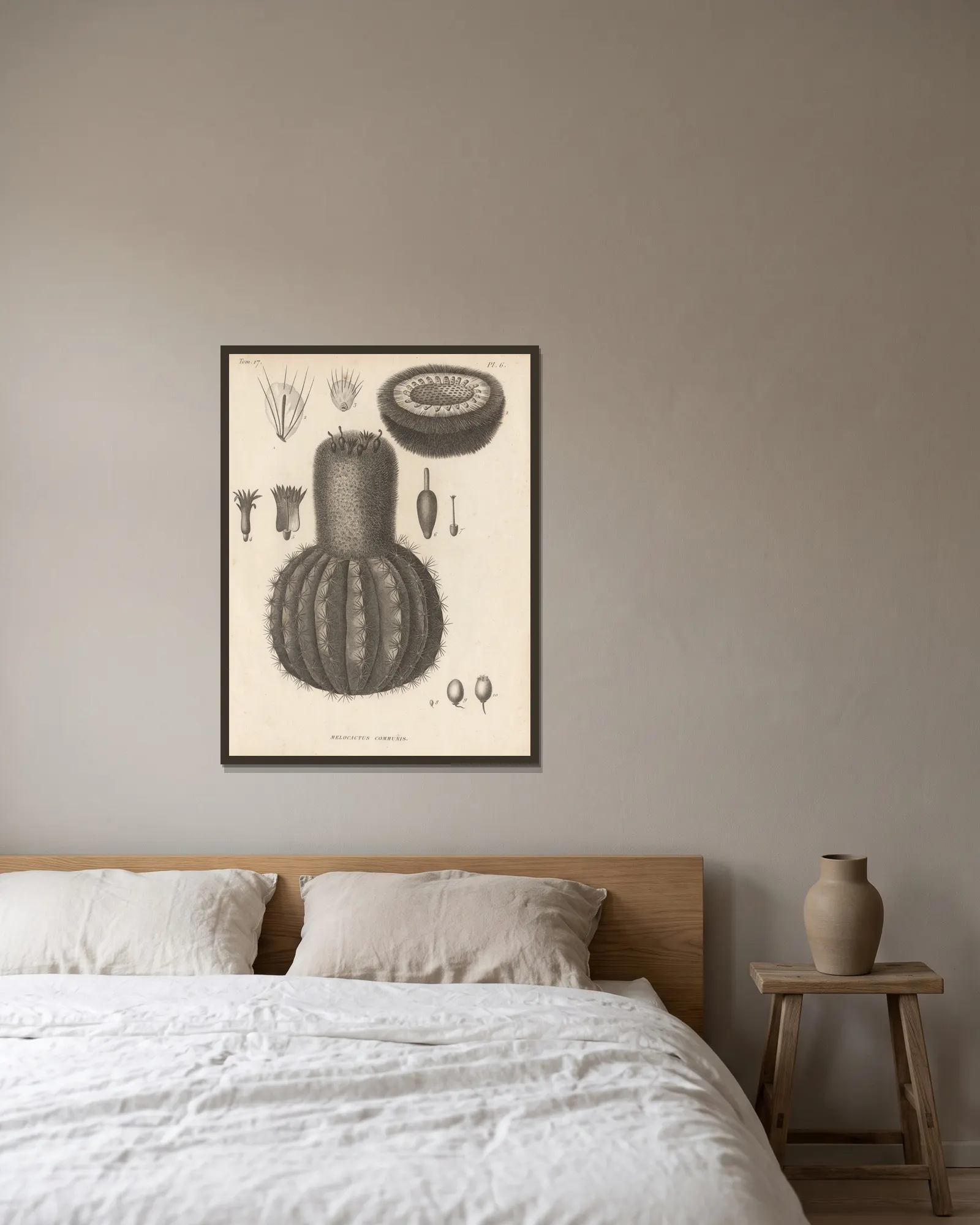 Melocactus communis av Augustin Pyramus de Candolle inramad på en vägg