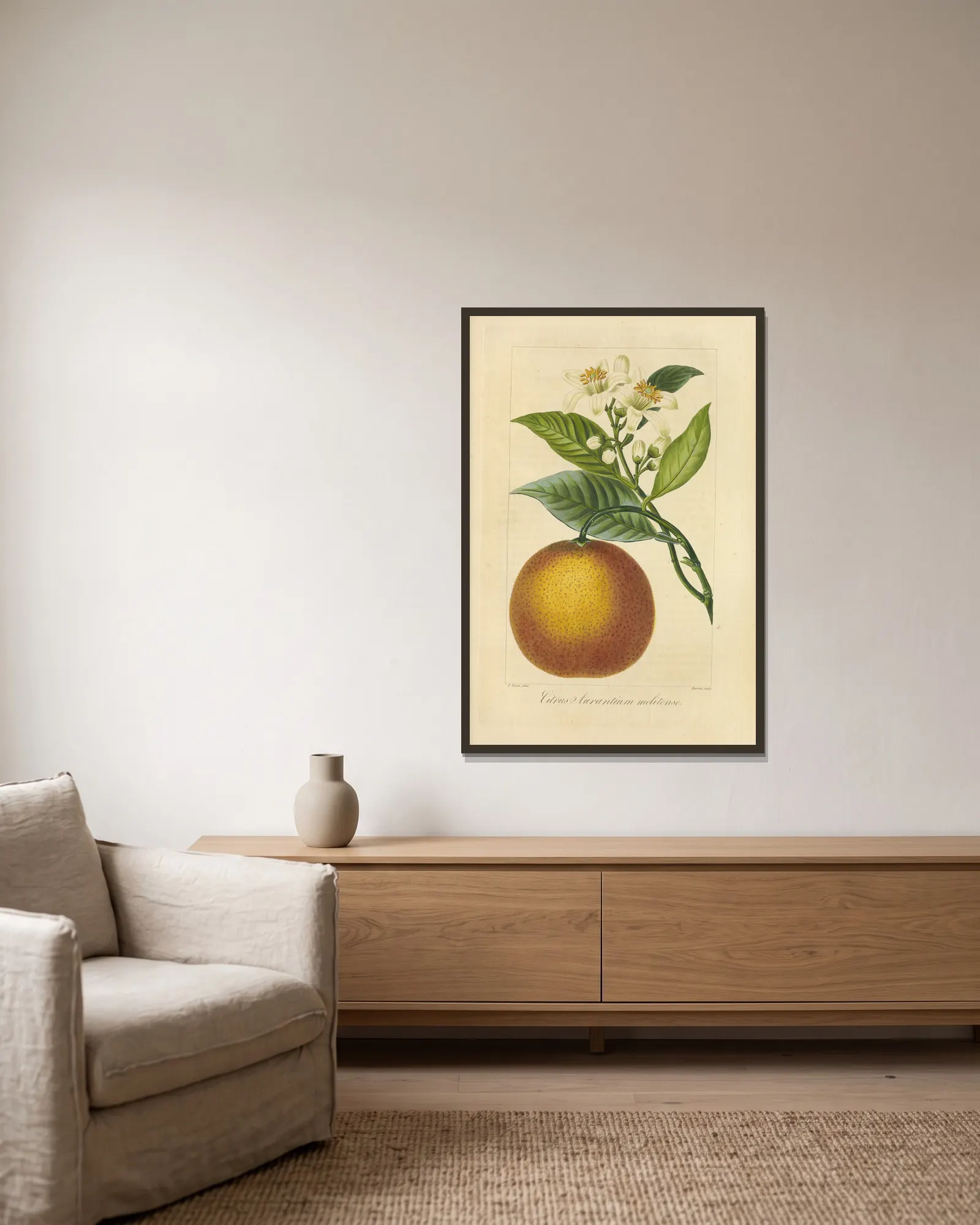 Citrus aurantium melitense av Jean Claude Michel Mordant de Launay inramad på en vägg