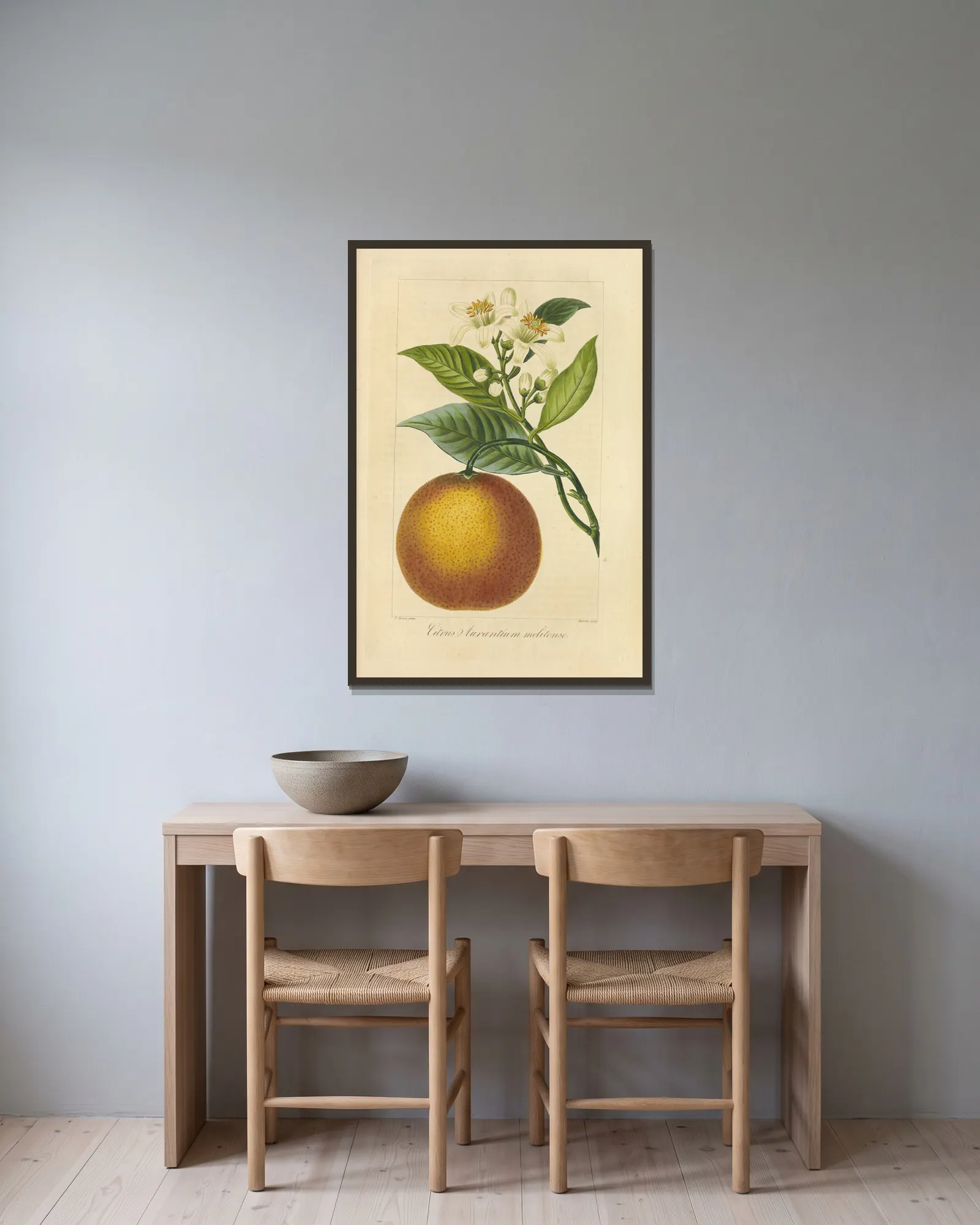 Citrus aurantium melitense av Jean Claude Michel Mordant de Launay inramad på en vägg